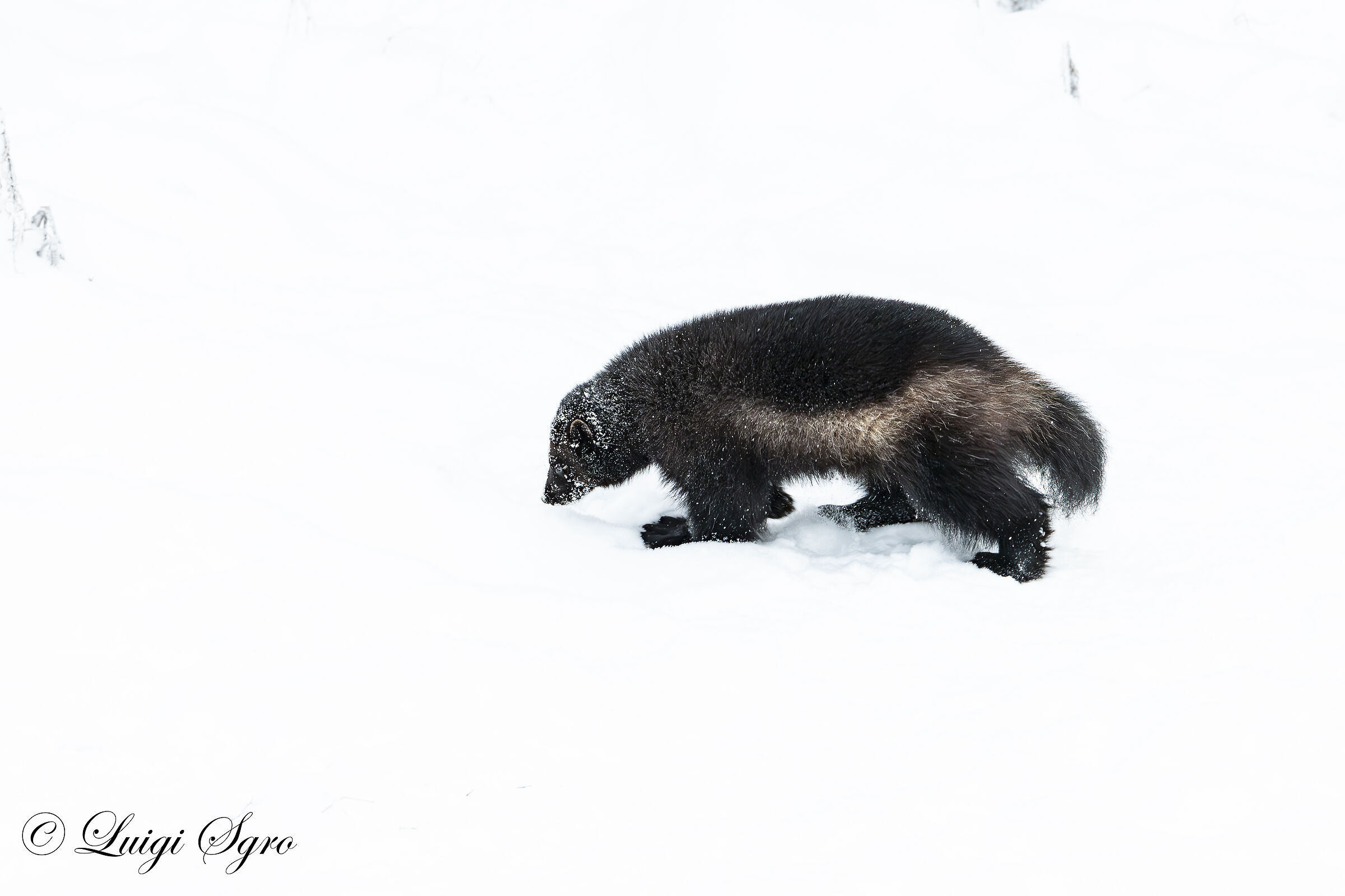 Wolwerine