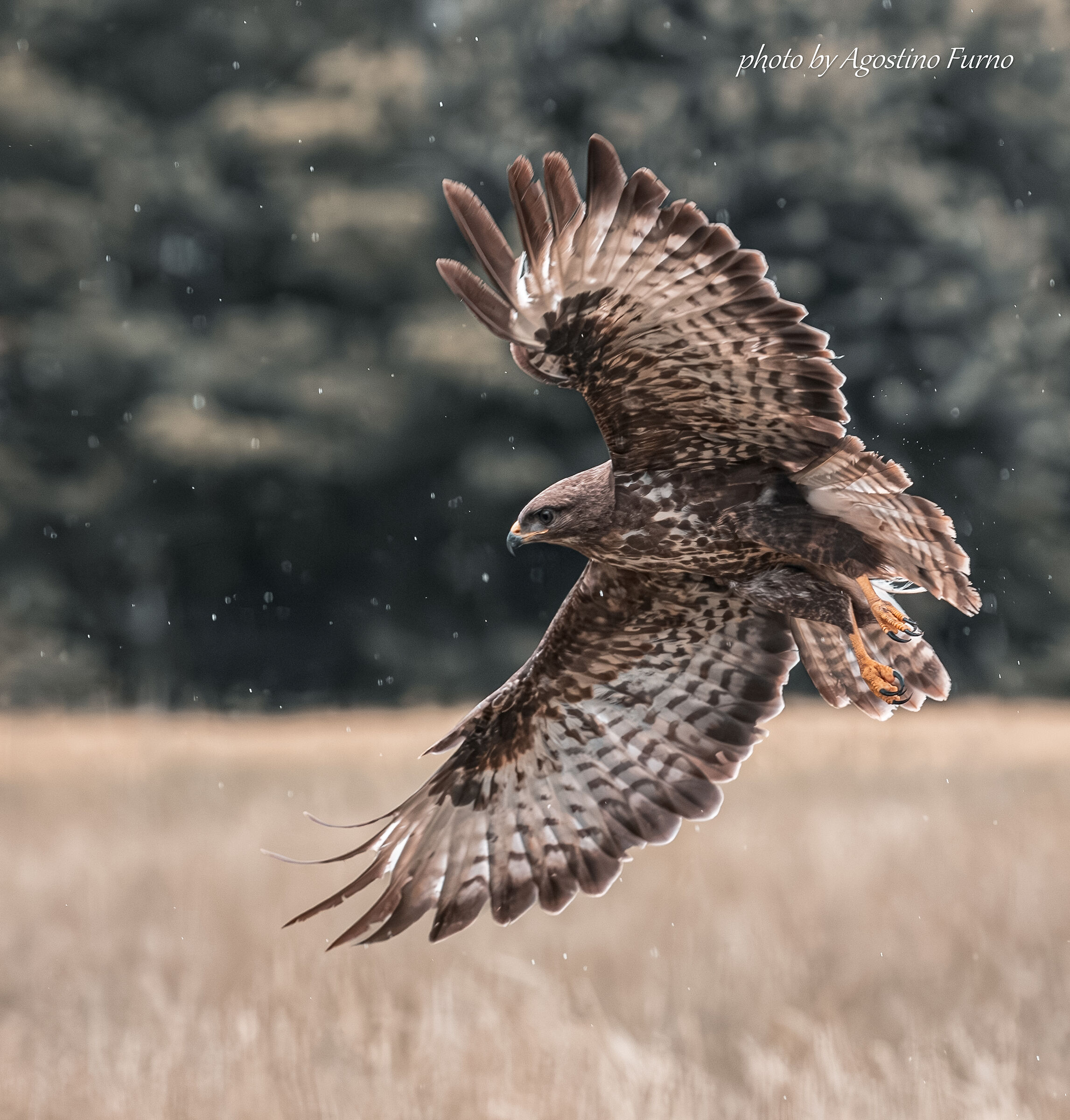 Buzzard... Raining!