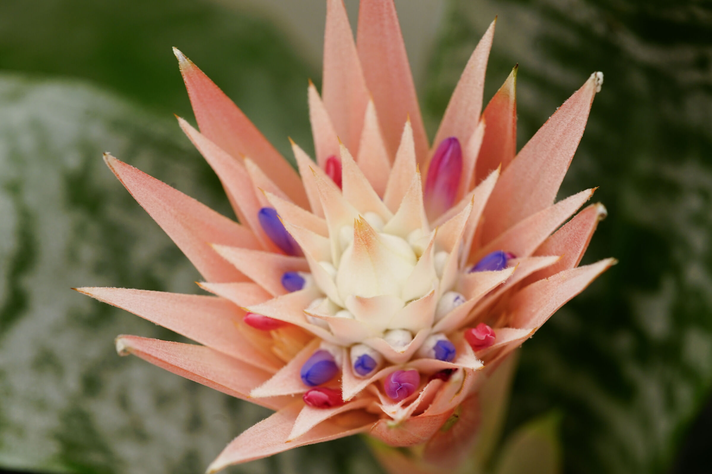 Bromeliad