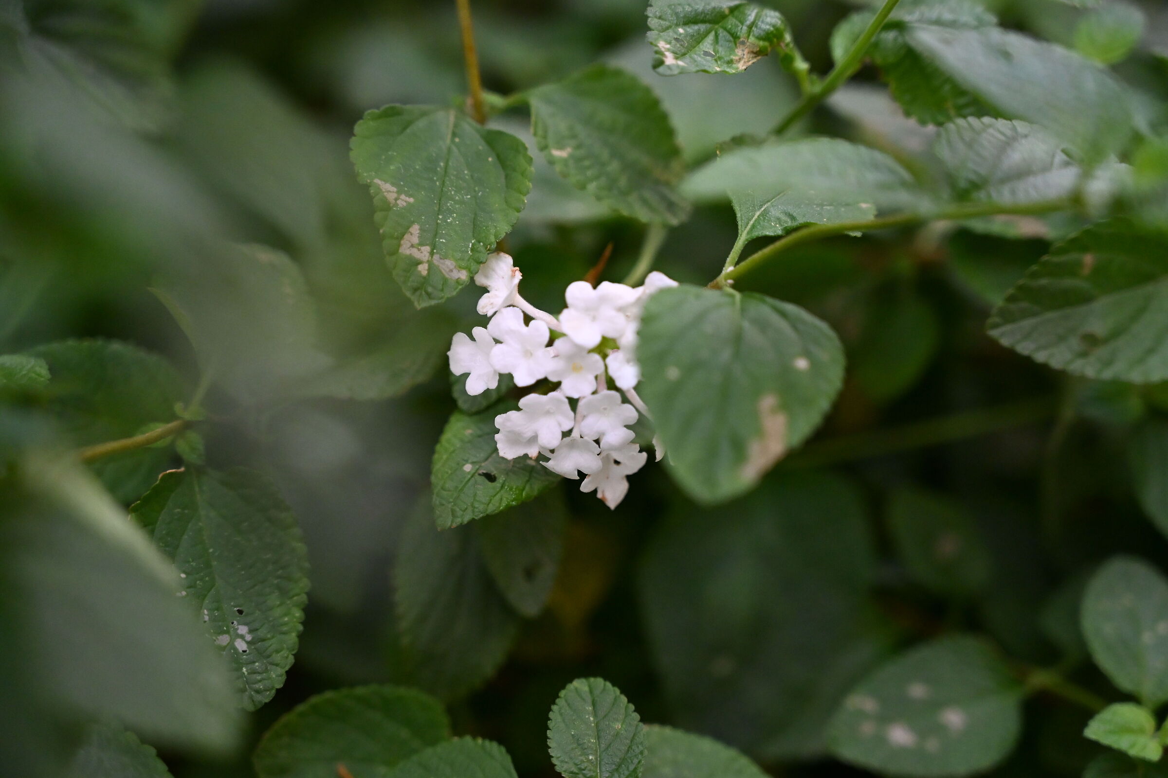 Little white flower