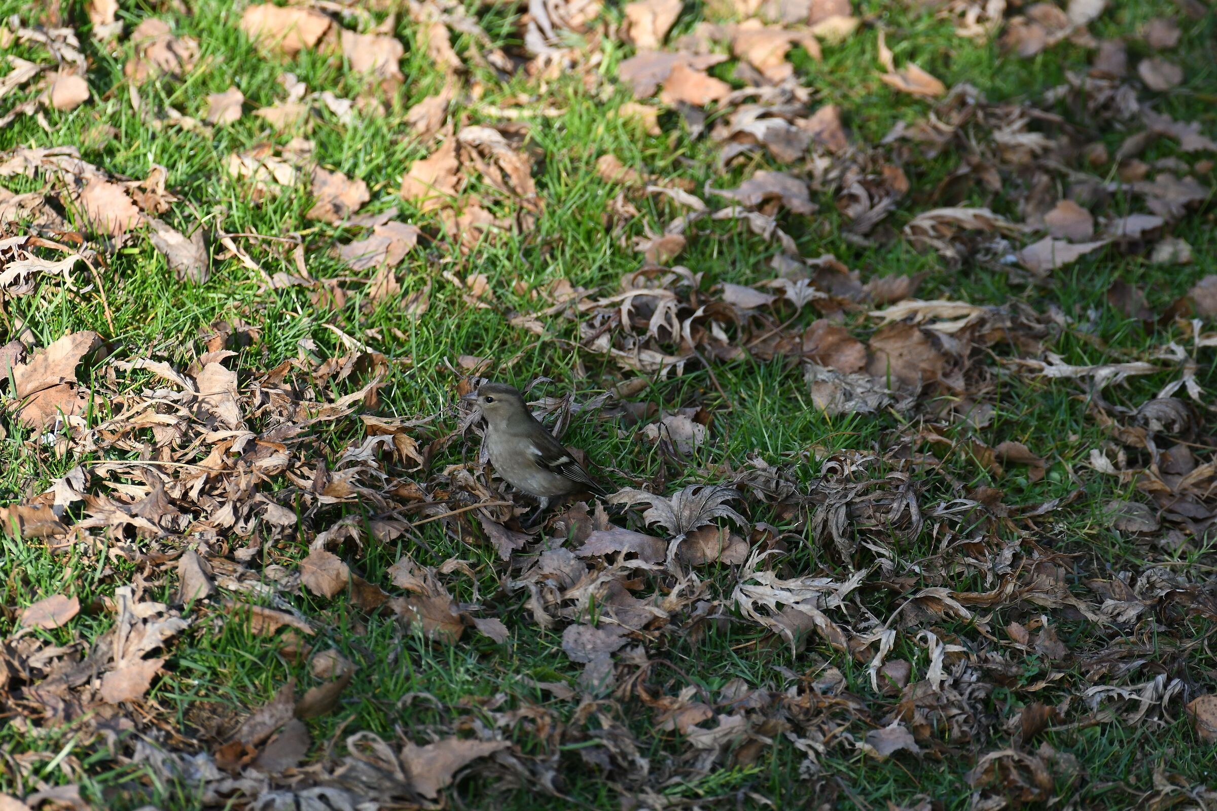 CHAFFINCH