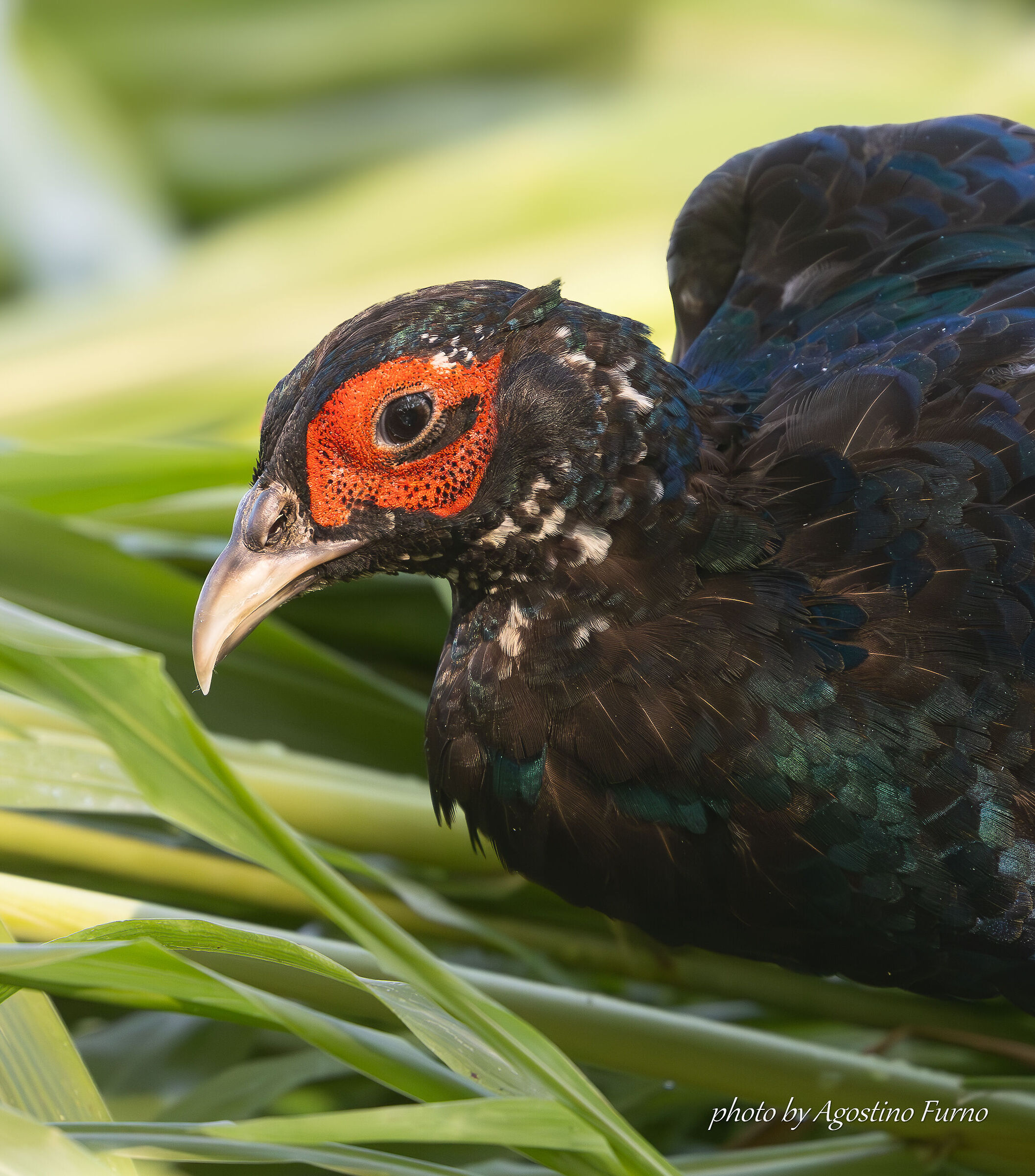 Dark Pheasant