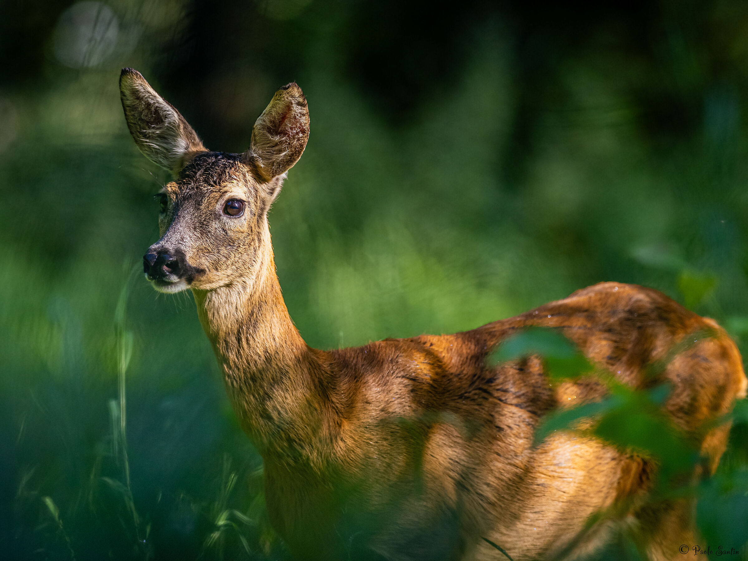 The beauty of a female roe deer in summer