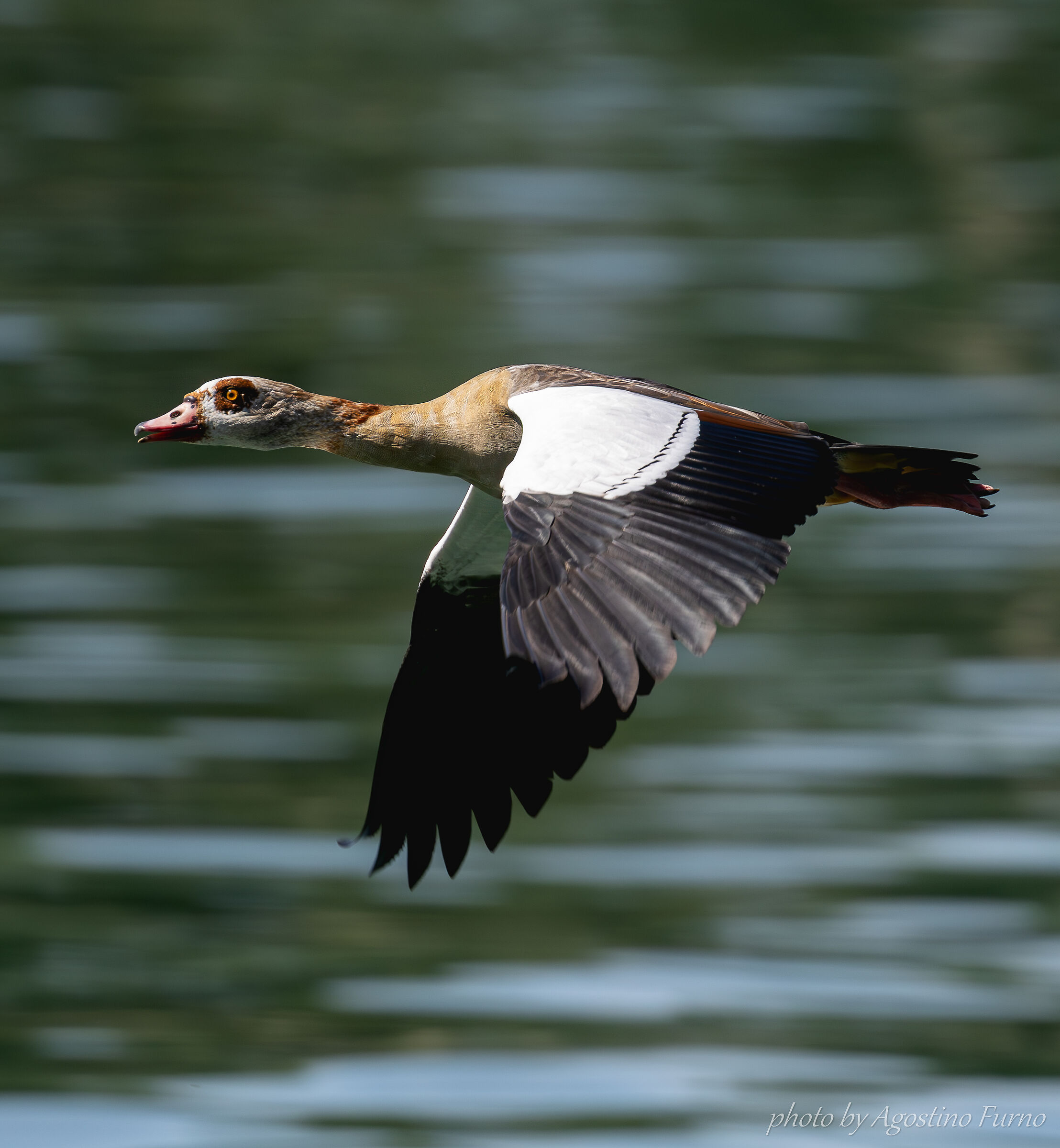 Egyptian goose photographed on the Rhine