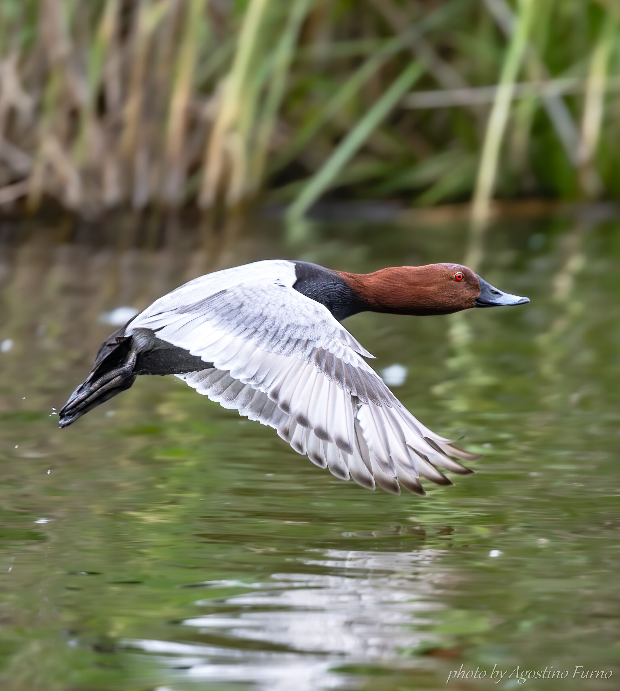 Red-crested pochard