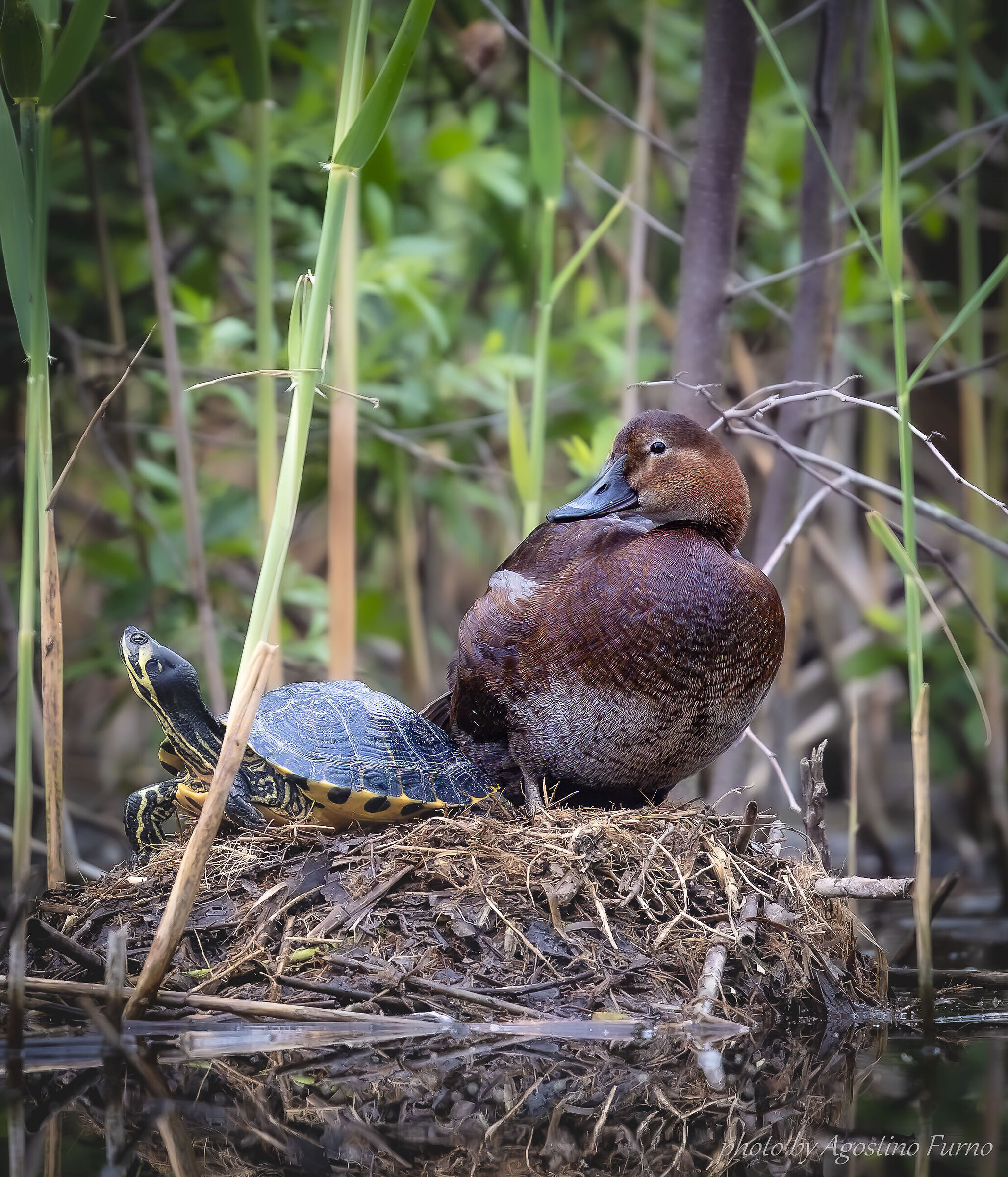 Red-crested pochard... but someone is confused!