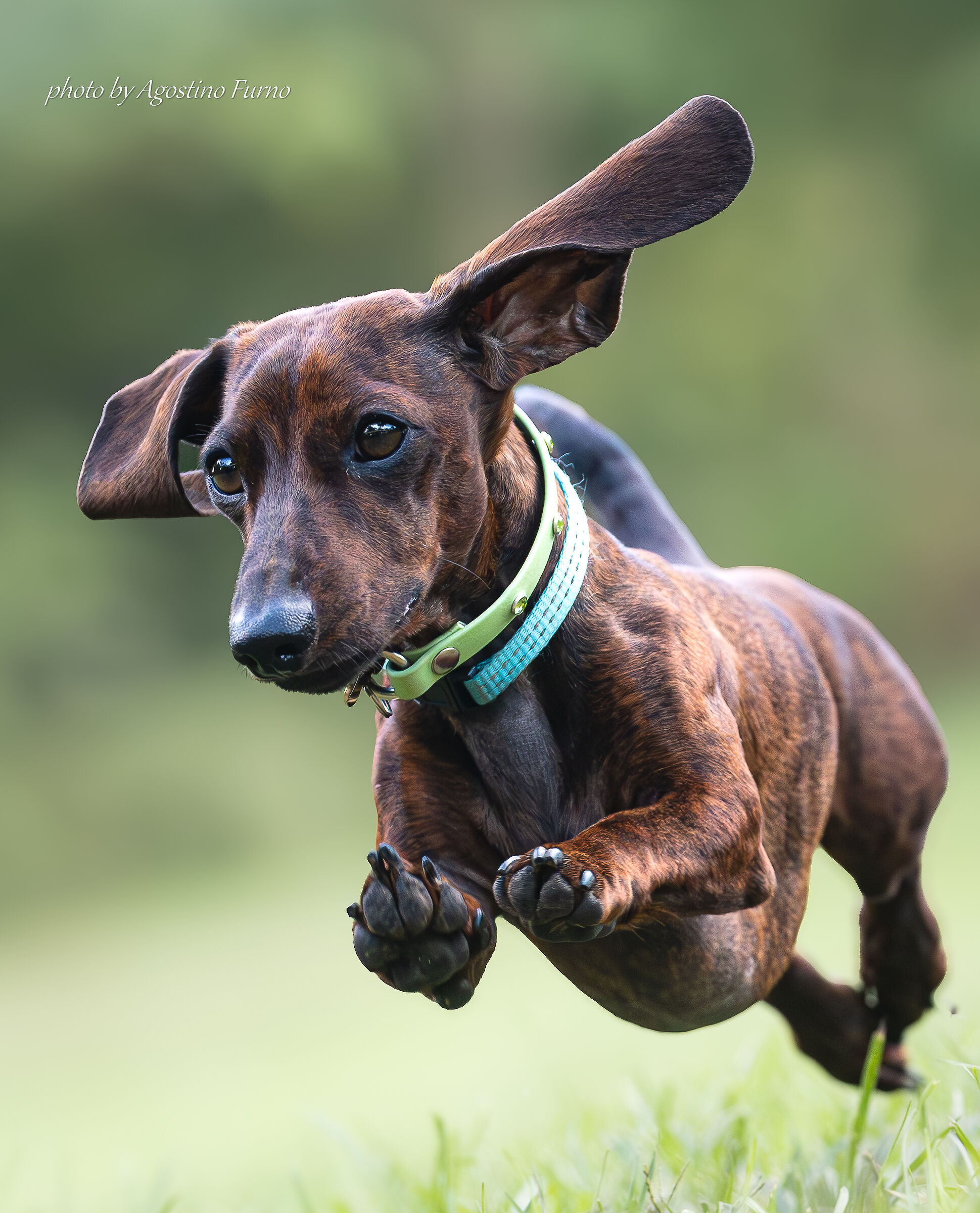 Dachshund