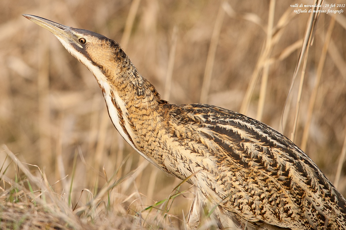il profilo del tarabuso