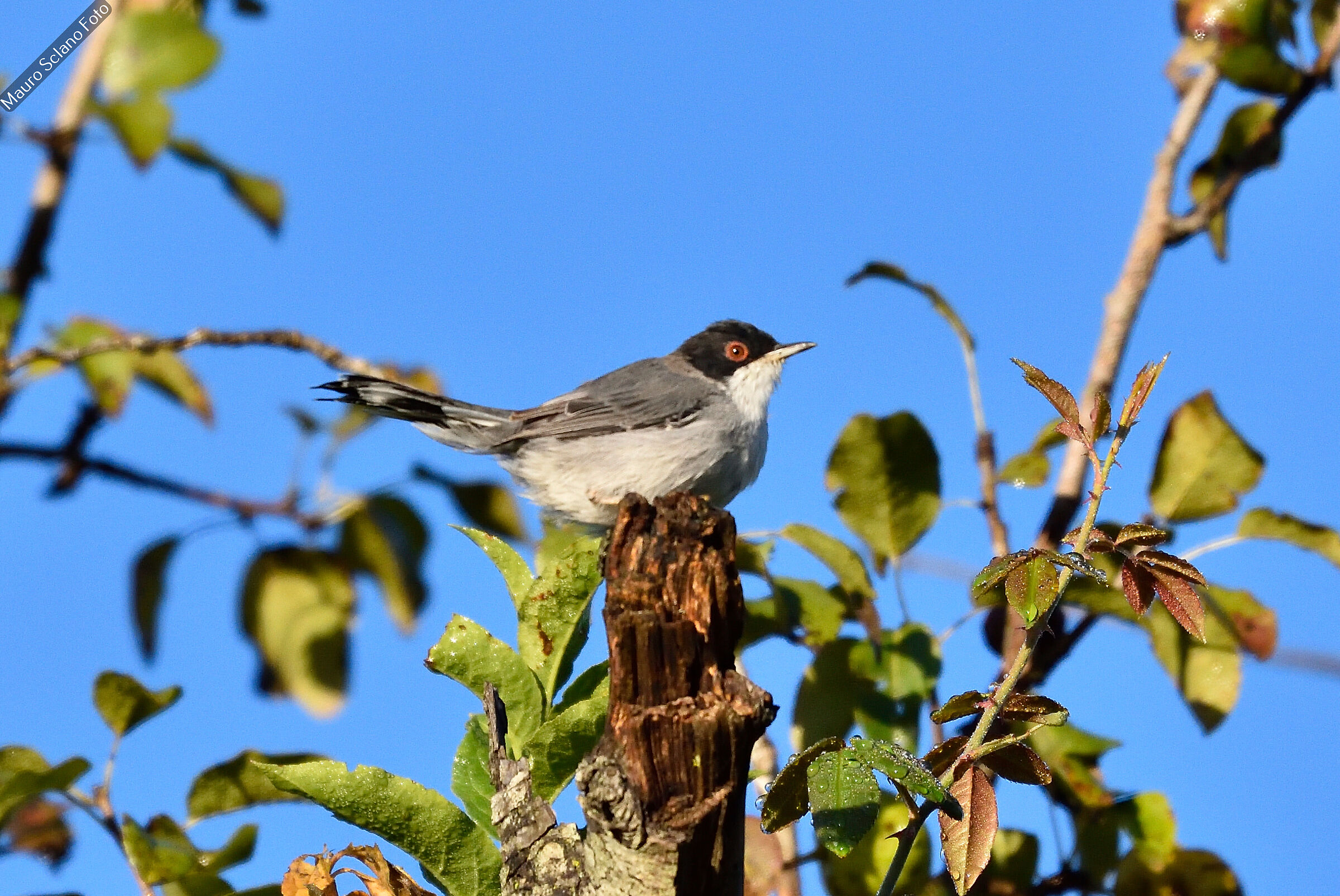 Sardinian warbler