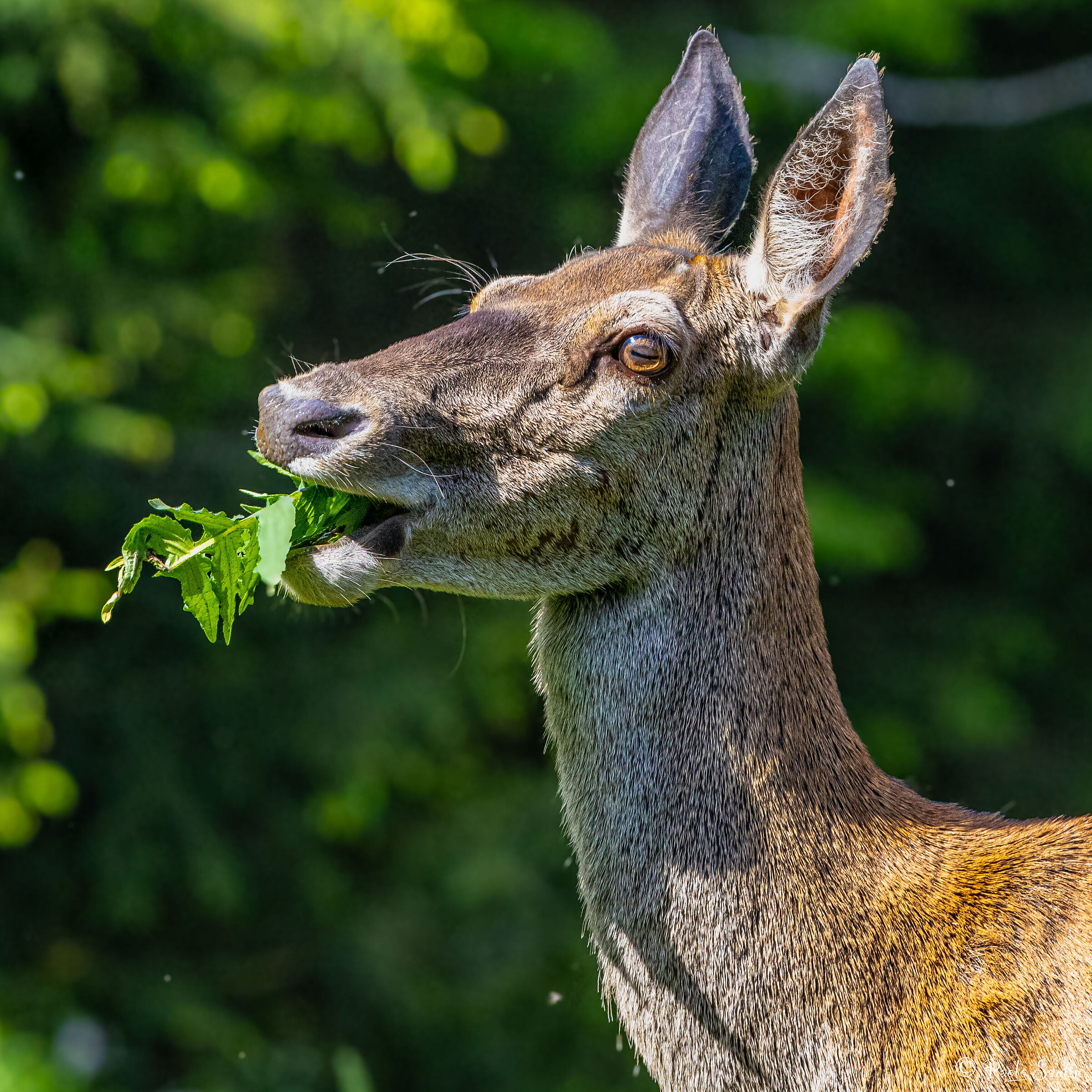 A female deer during the evening meal