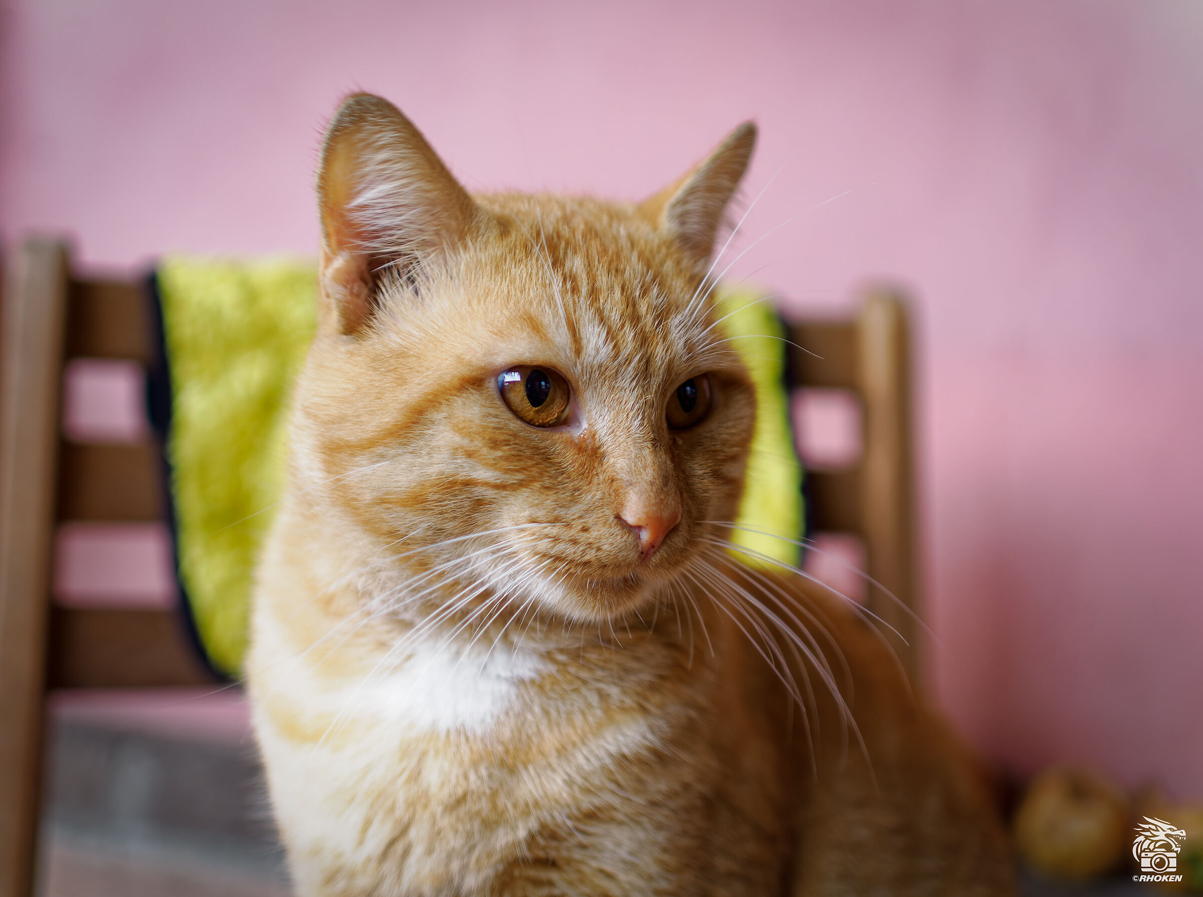 Try OM Zuiko 20mm f/1.4