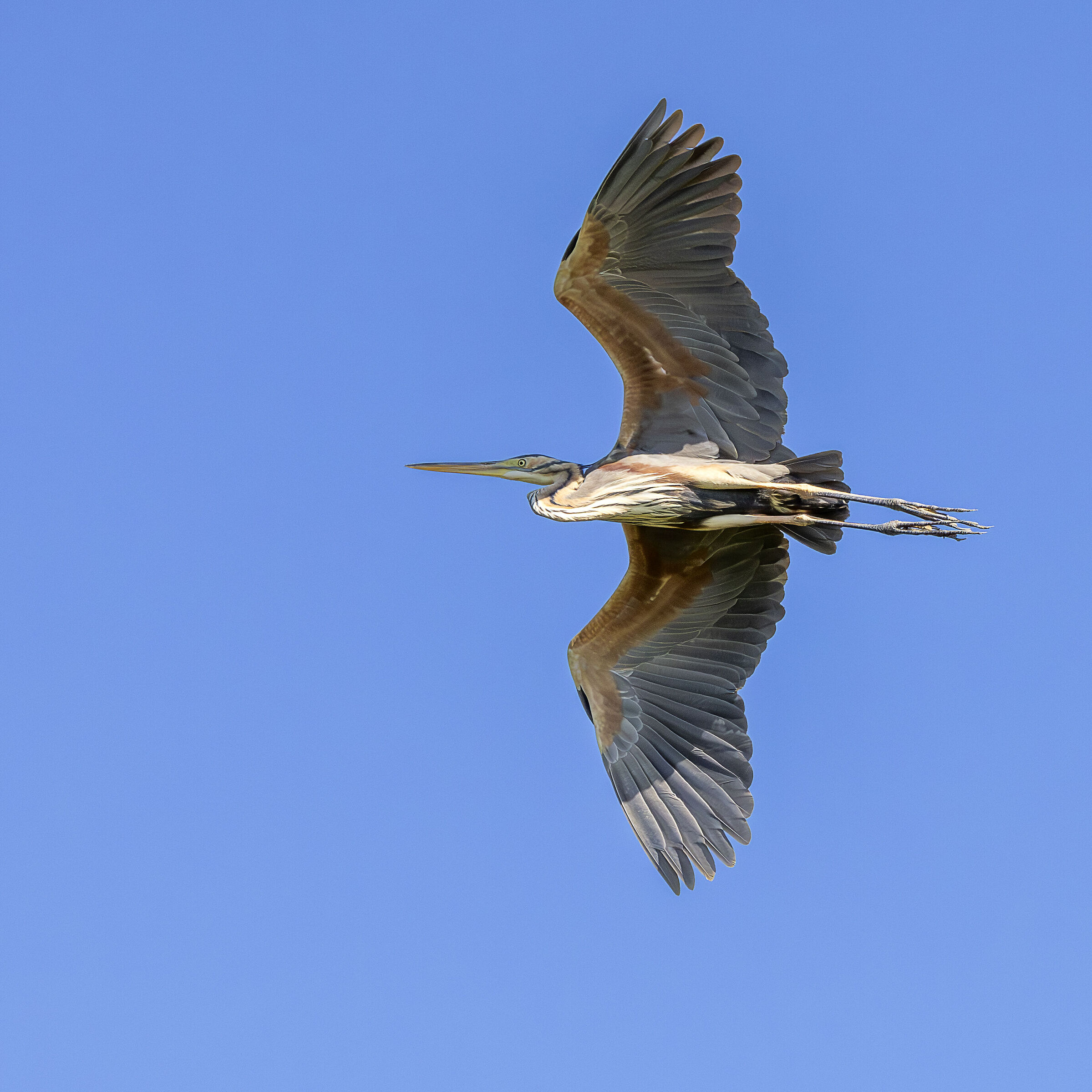 Purple heron in flight