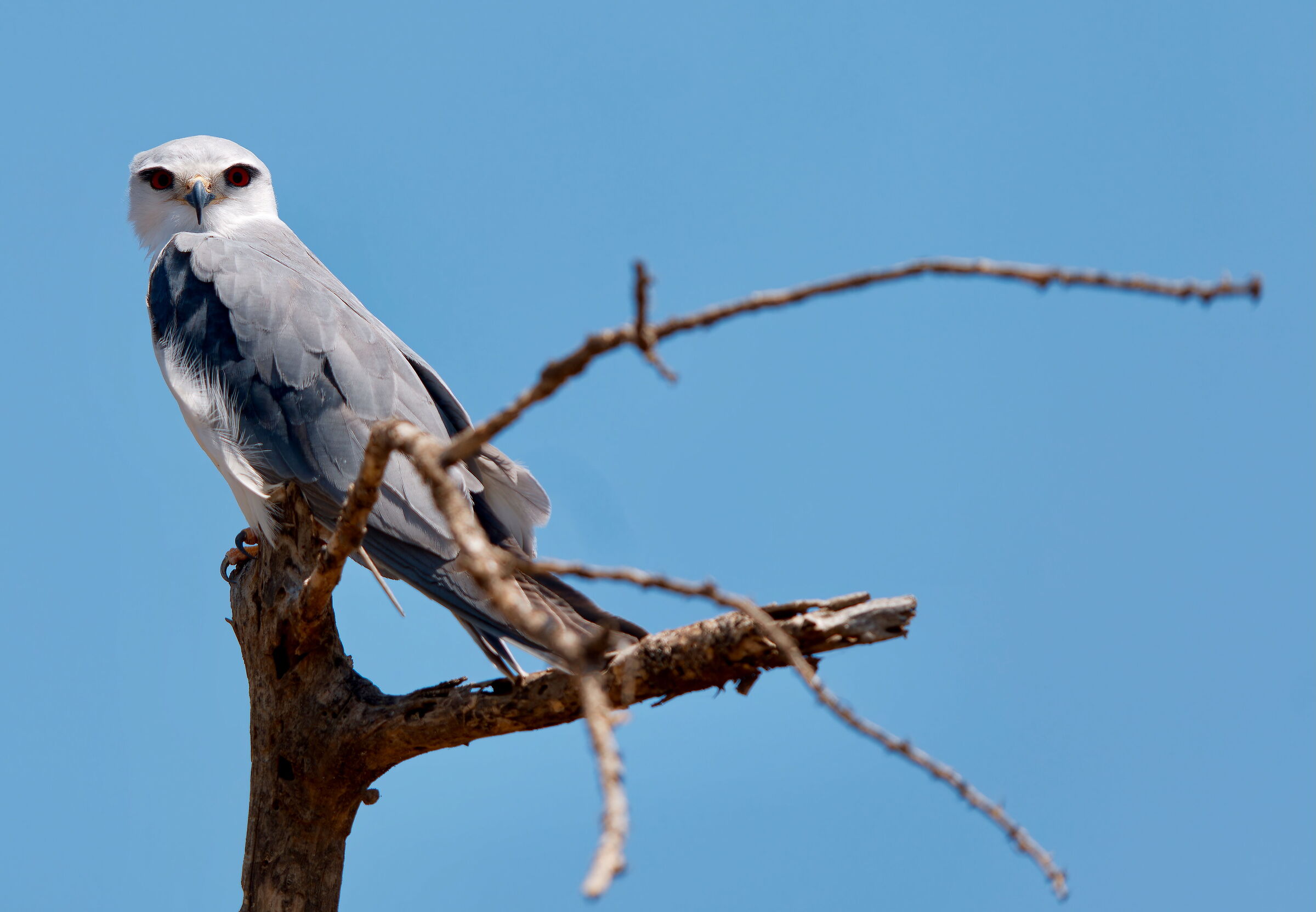 White-tailed Kite