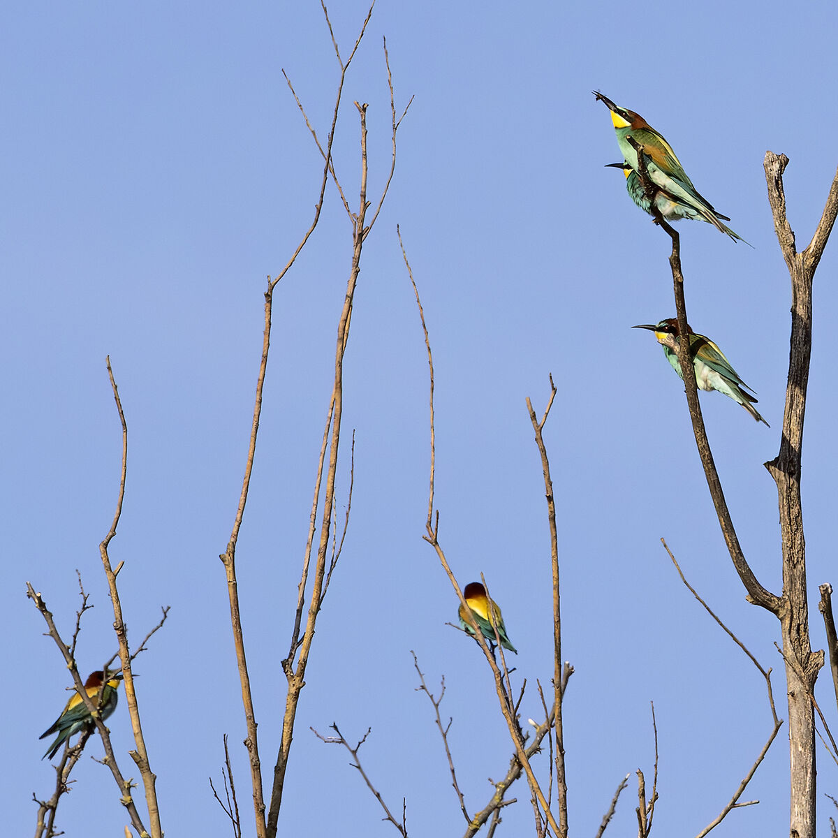 bee-eaters
