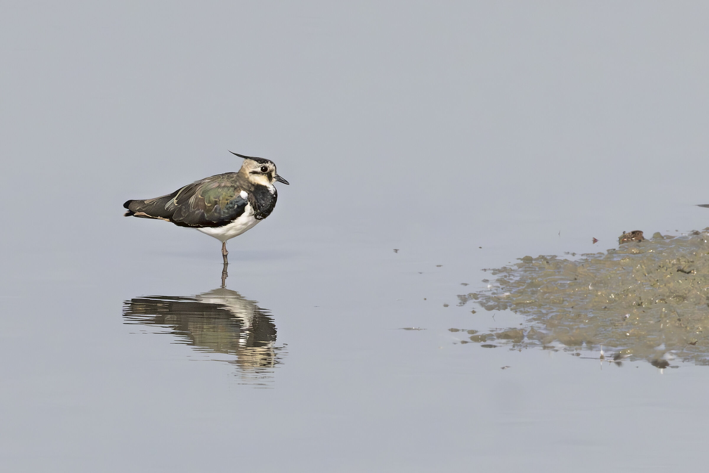 lapwing
