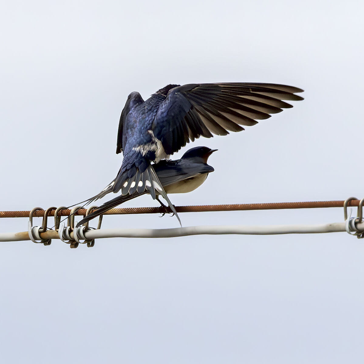 Swallows in pairs