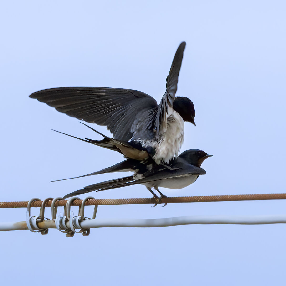 Swallows in pairs