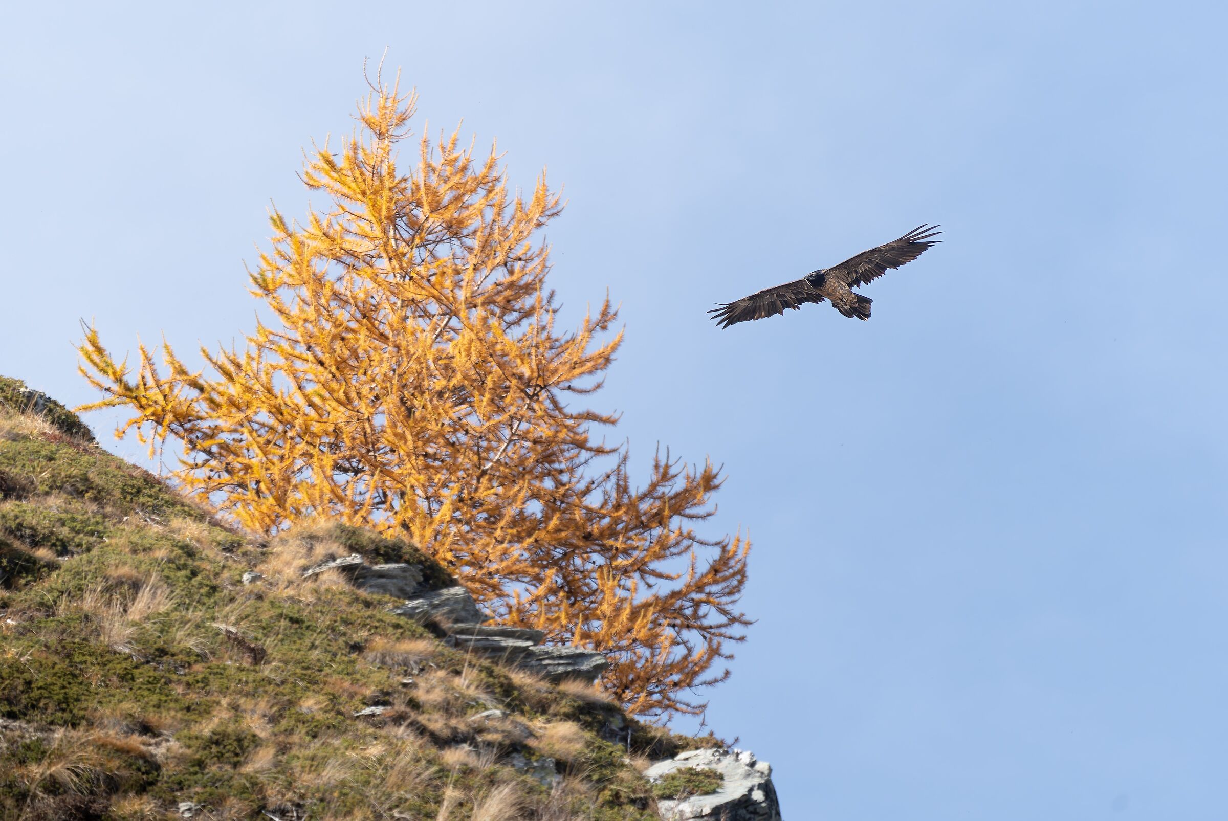 Bearded vulture behind the autumn larch
