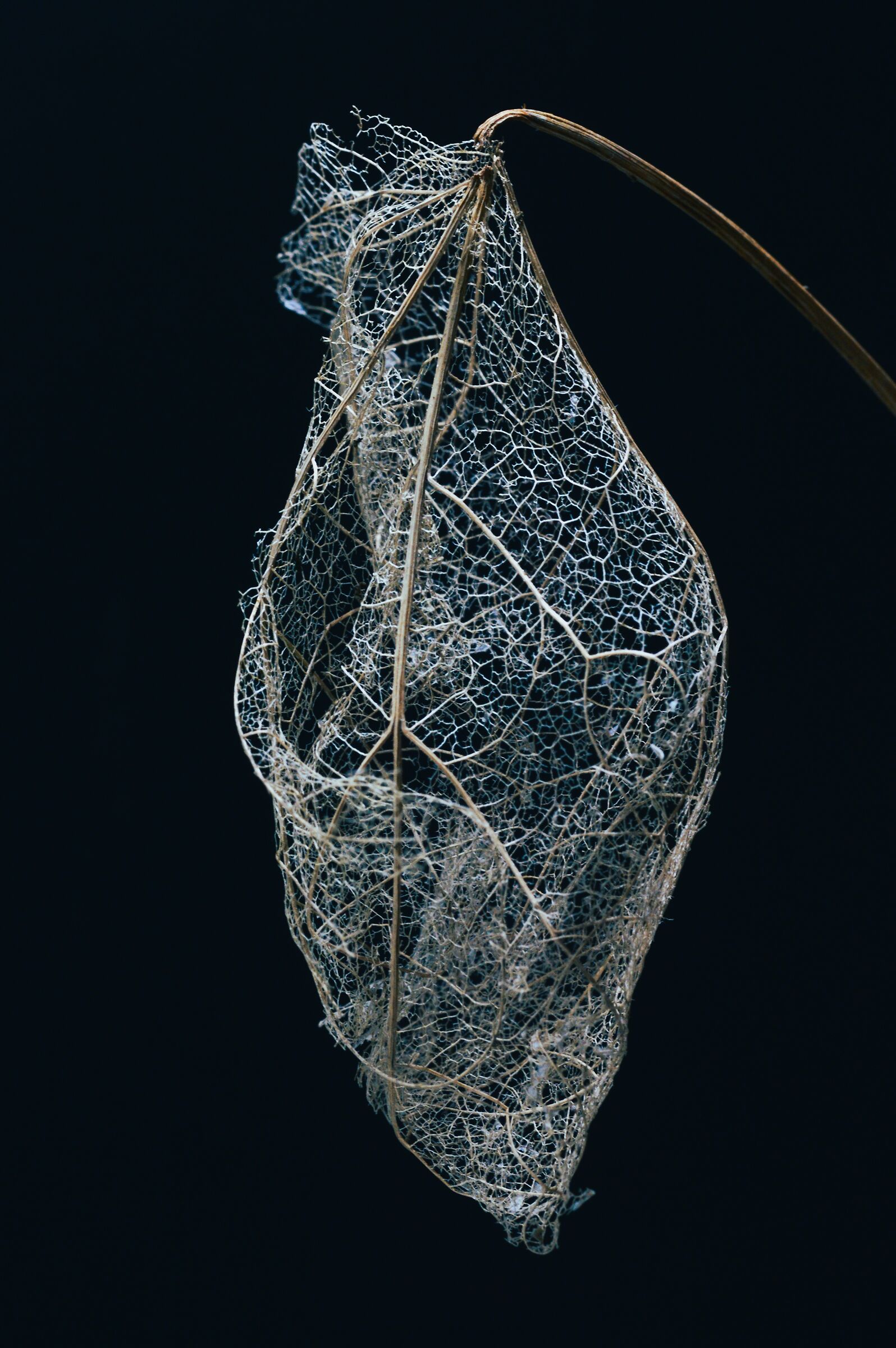 Dried leaf