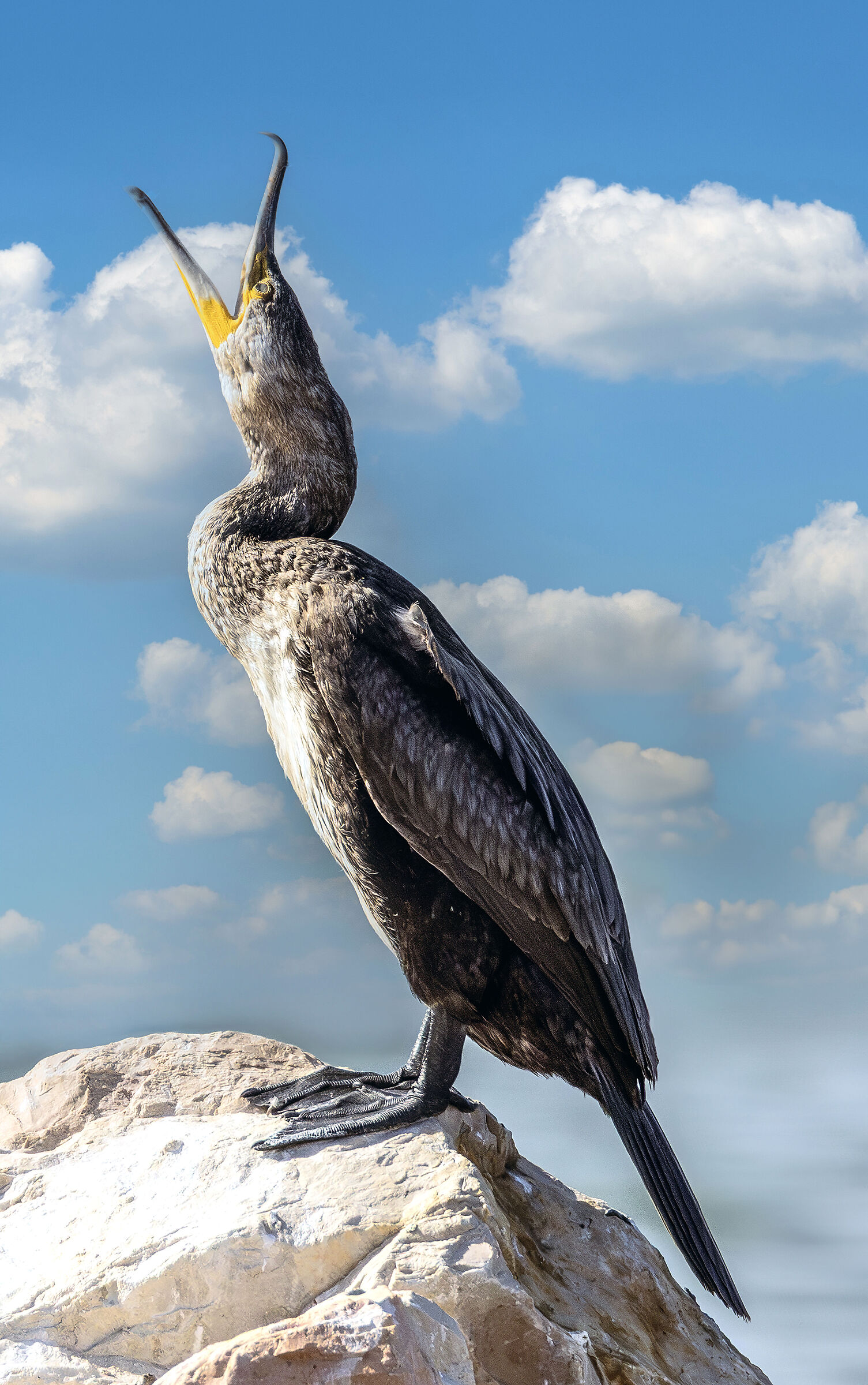 Crying Cormorant