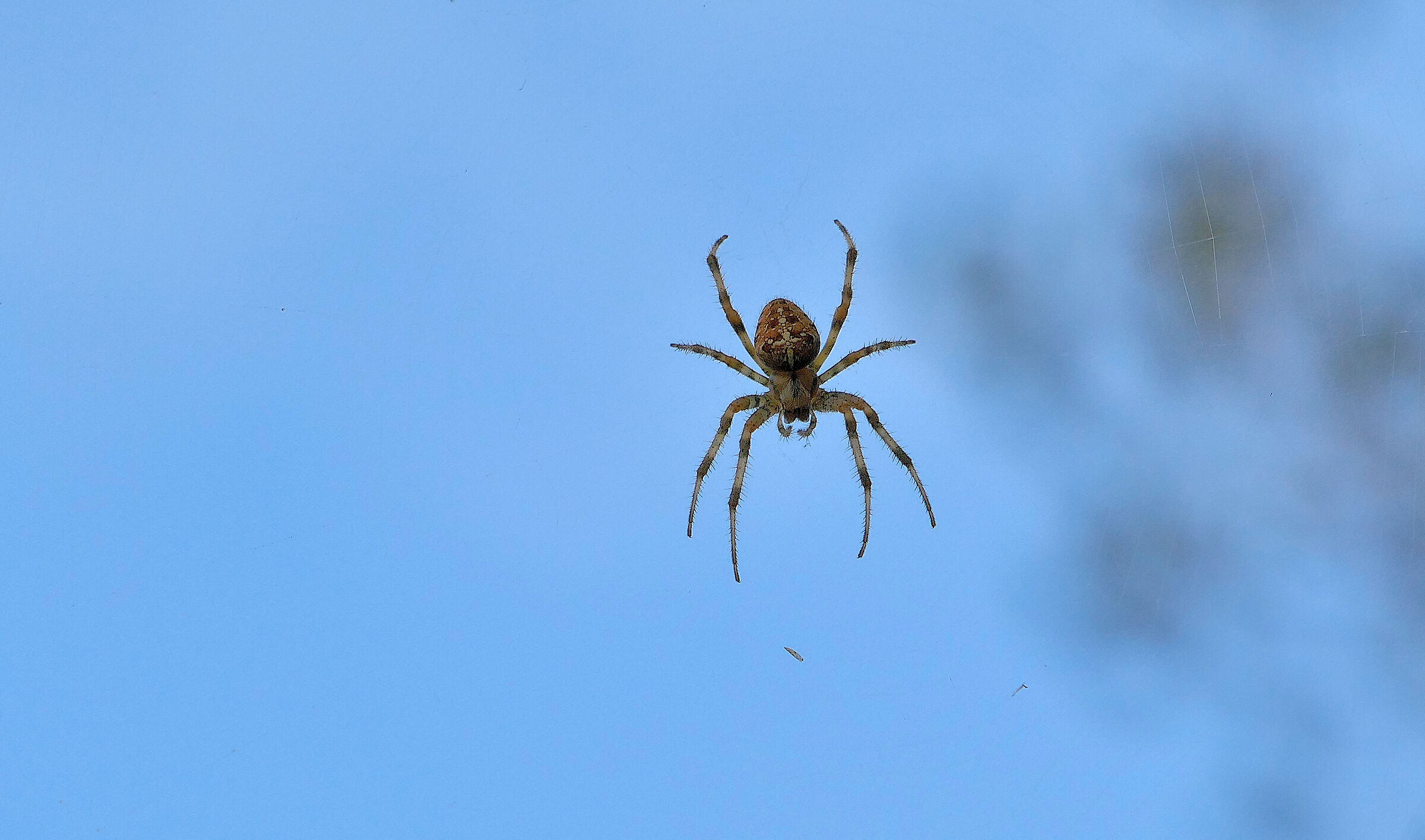 Araneus diadematus (Spider Crusader)