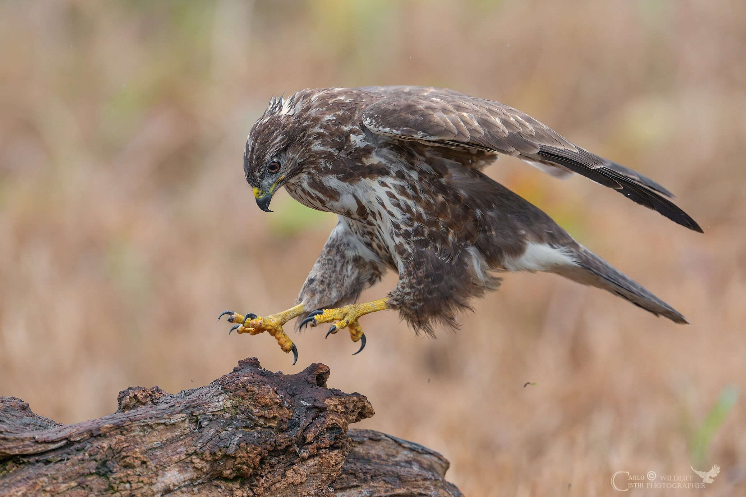 Buzzard