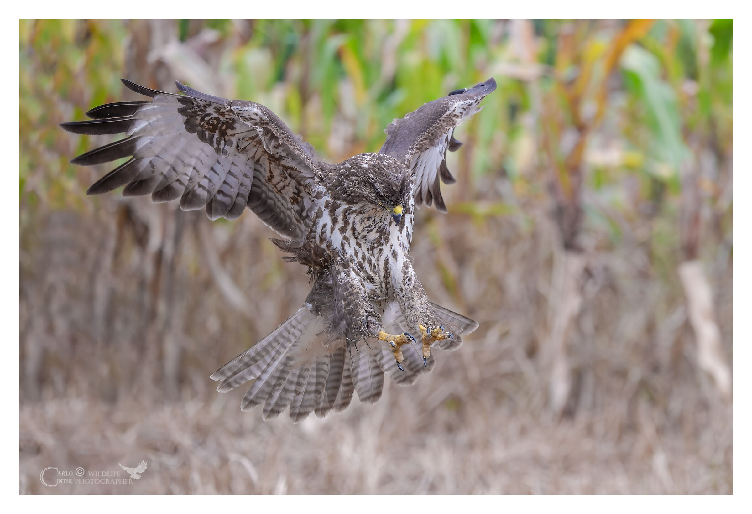 Buzzard