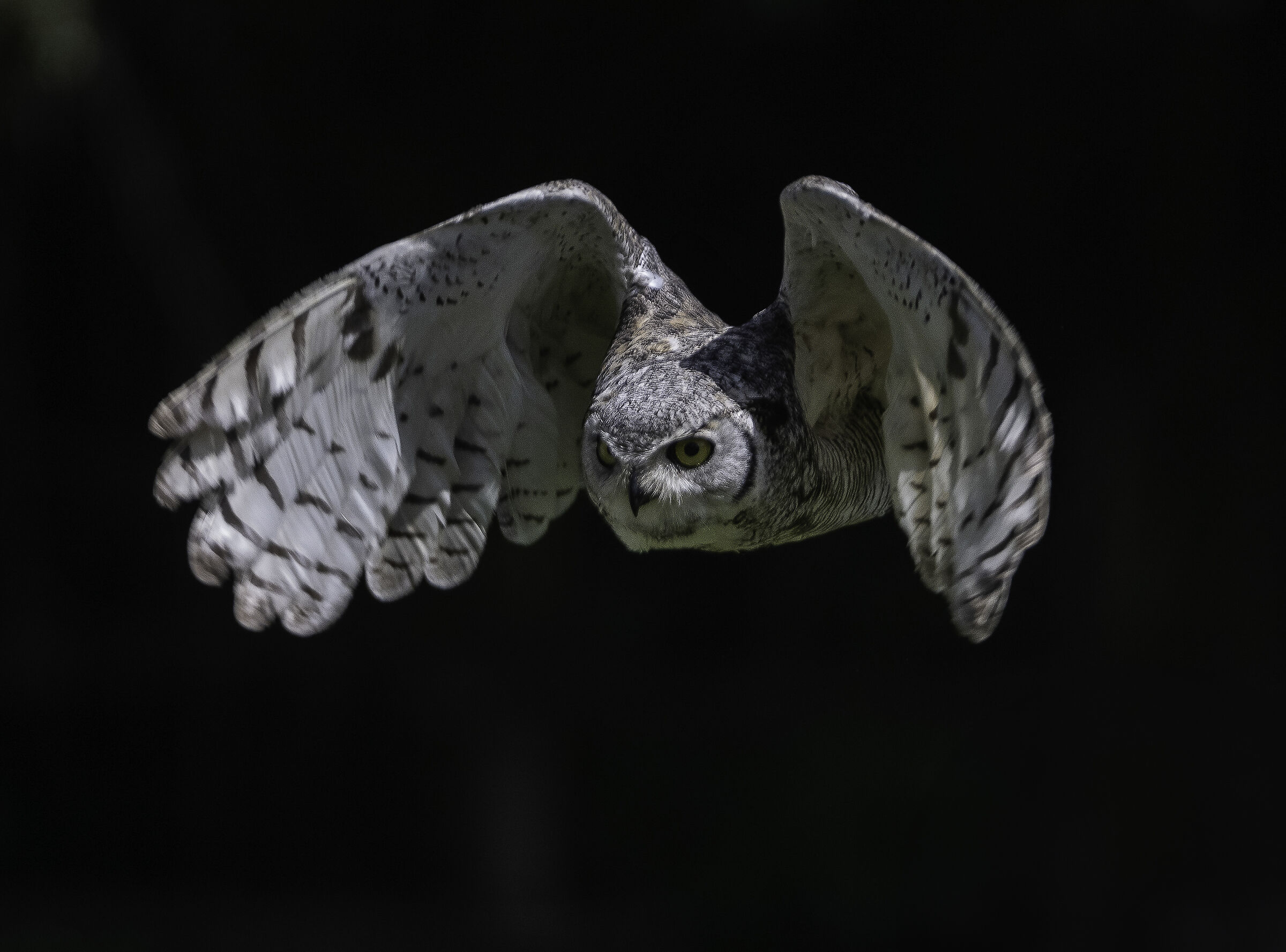 Gufo Reale della Virginia