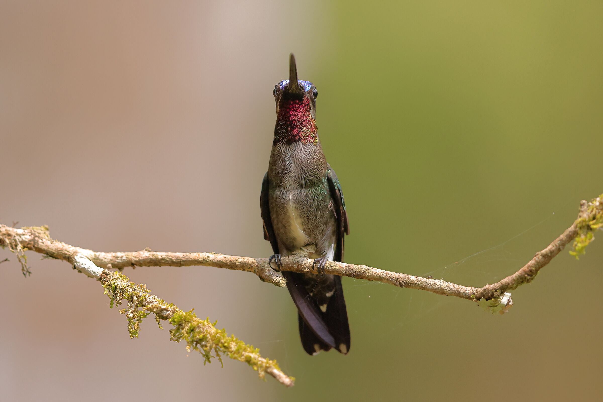 Bagliori di Amazonia