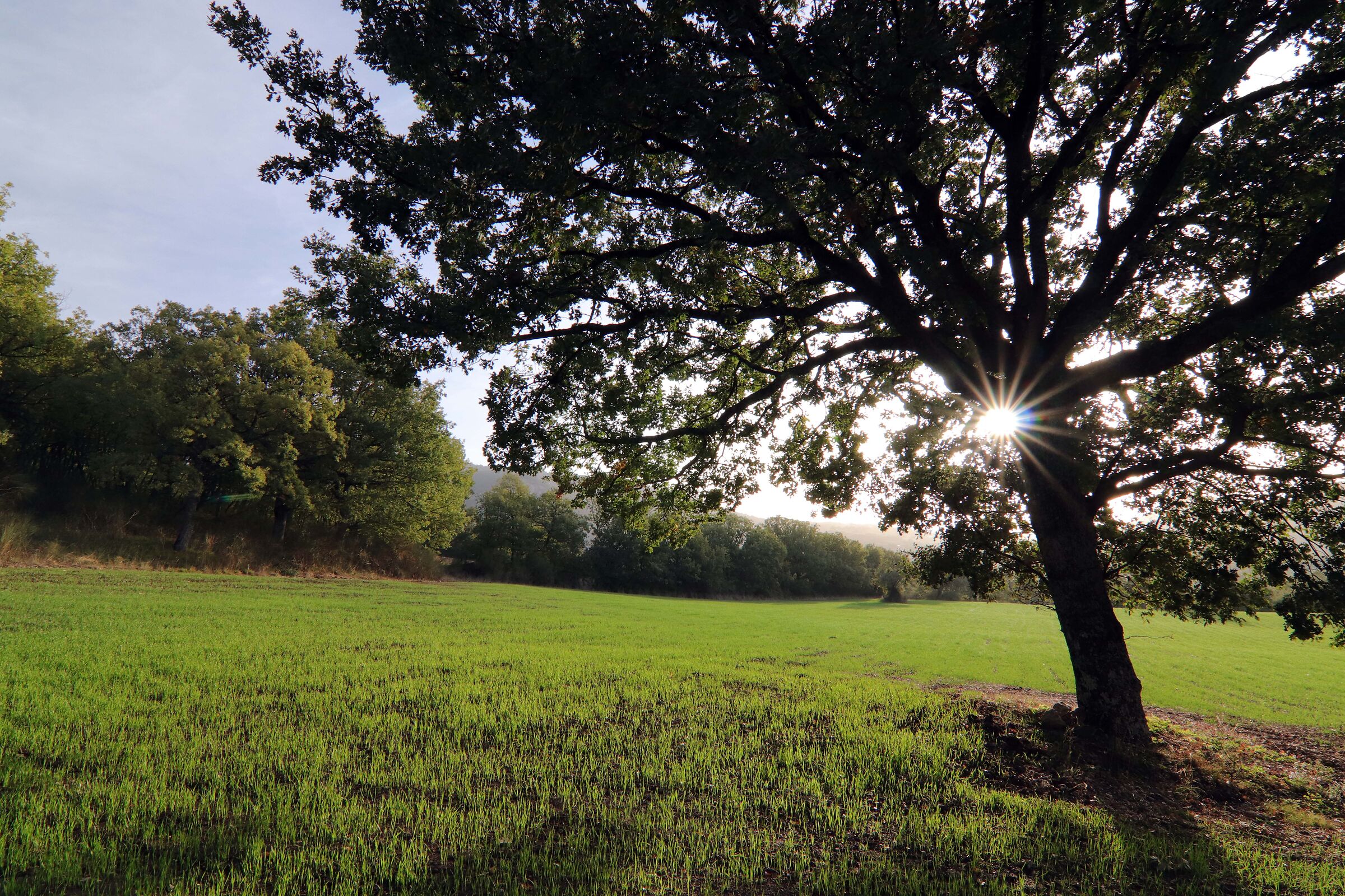 Il mattino ha l'oro in bocca...