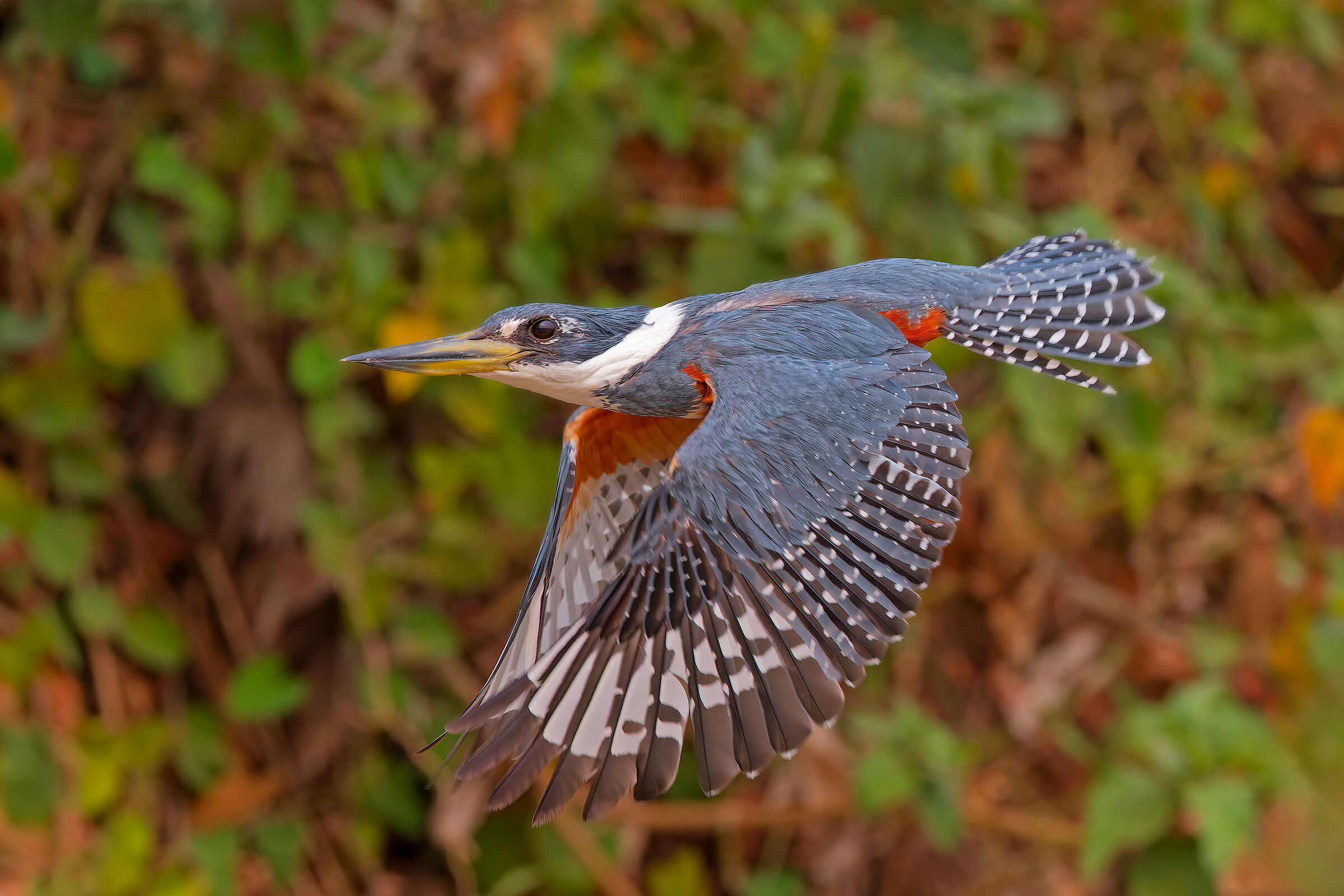 Collared Kingfisher