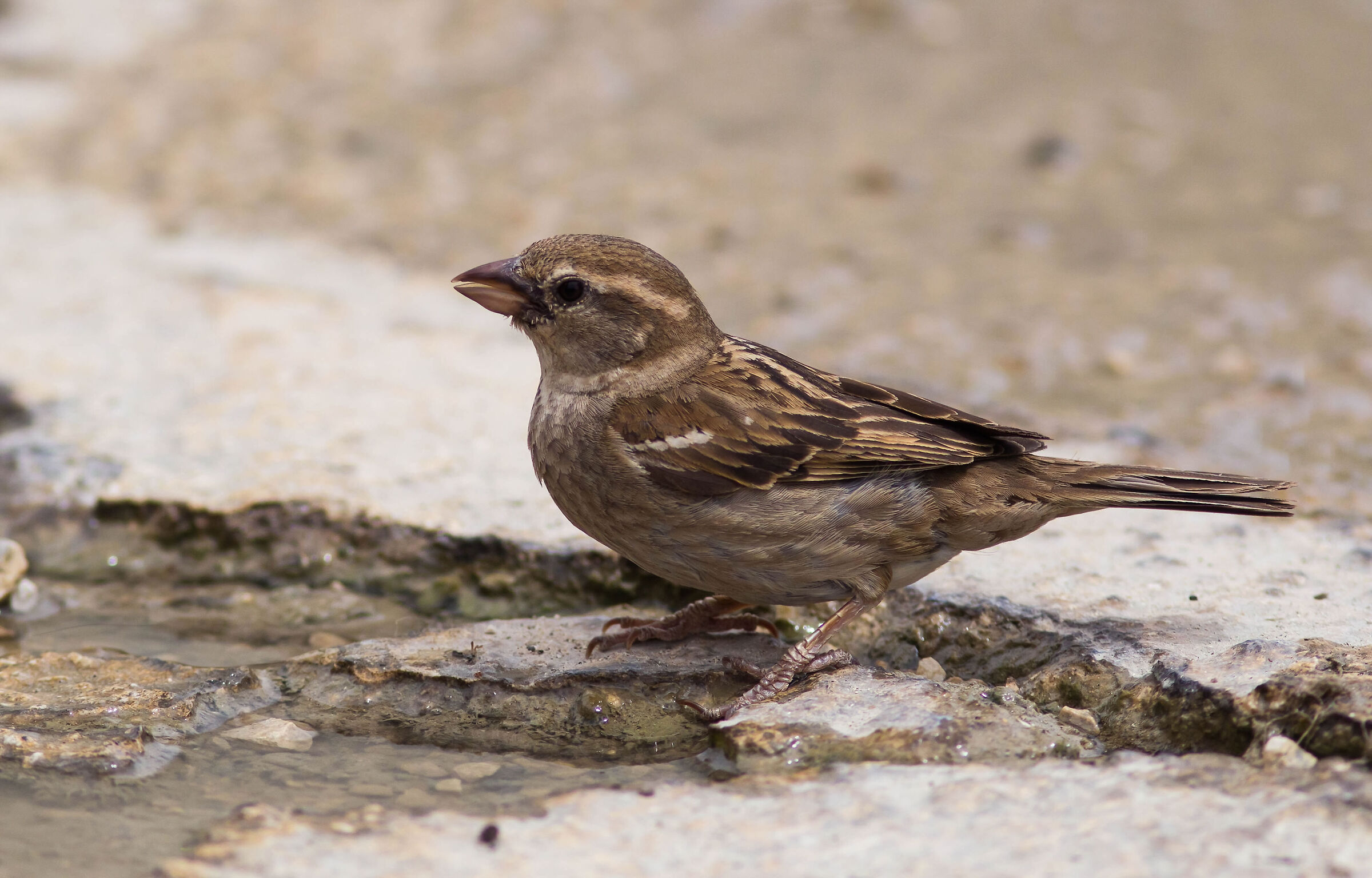 Passerotto all'abbeverata