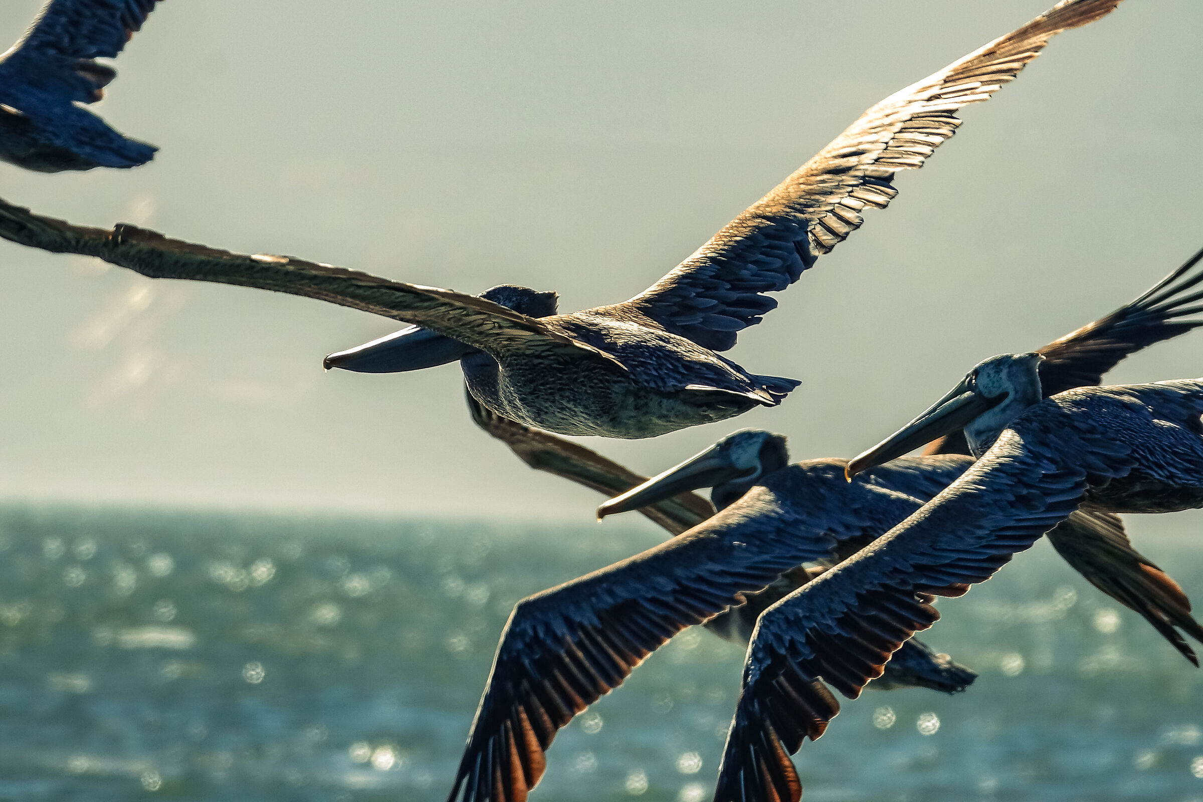 Birds