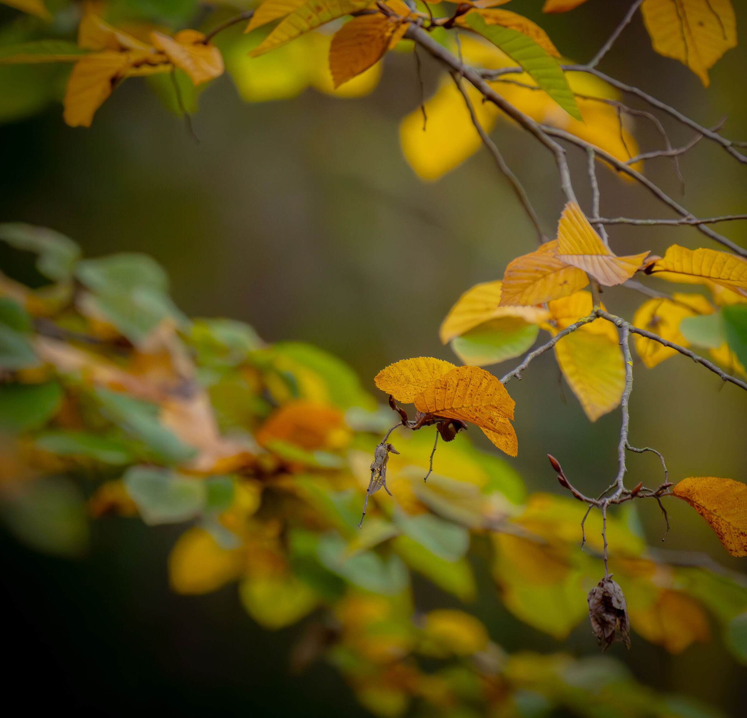 bosco autunnale