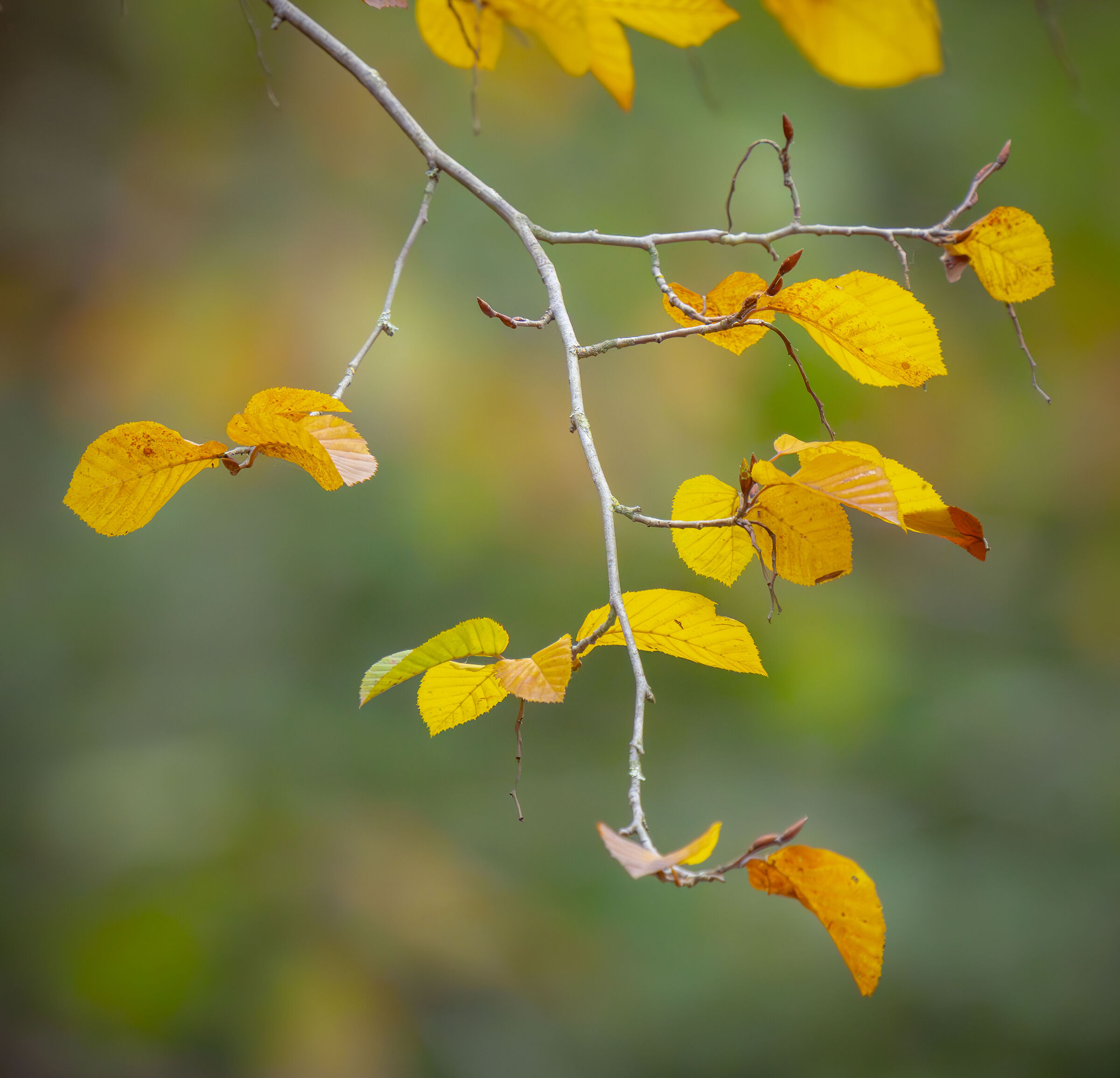 bosco autunnale