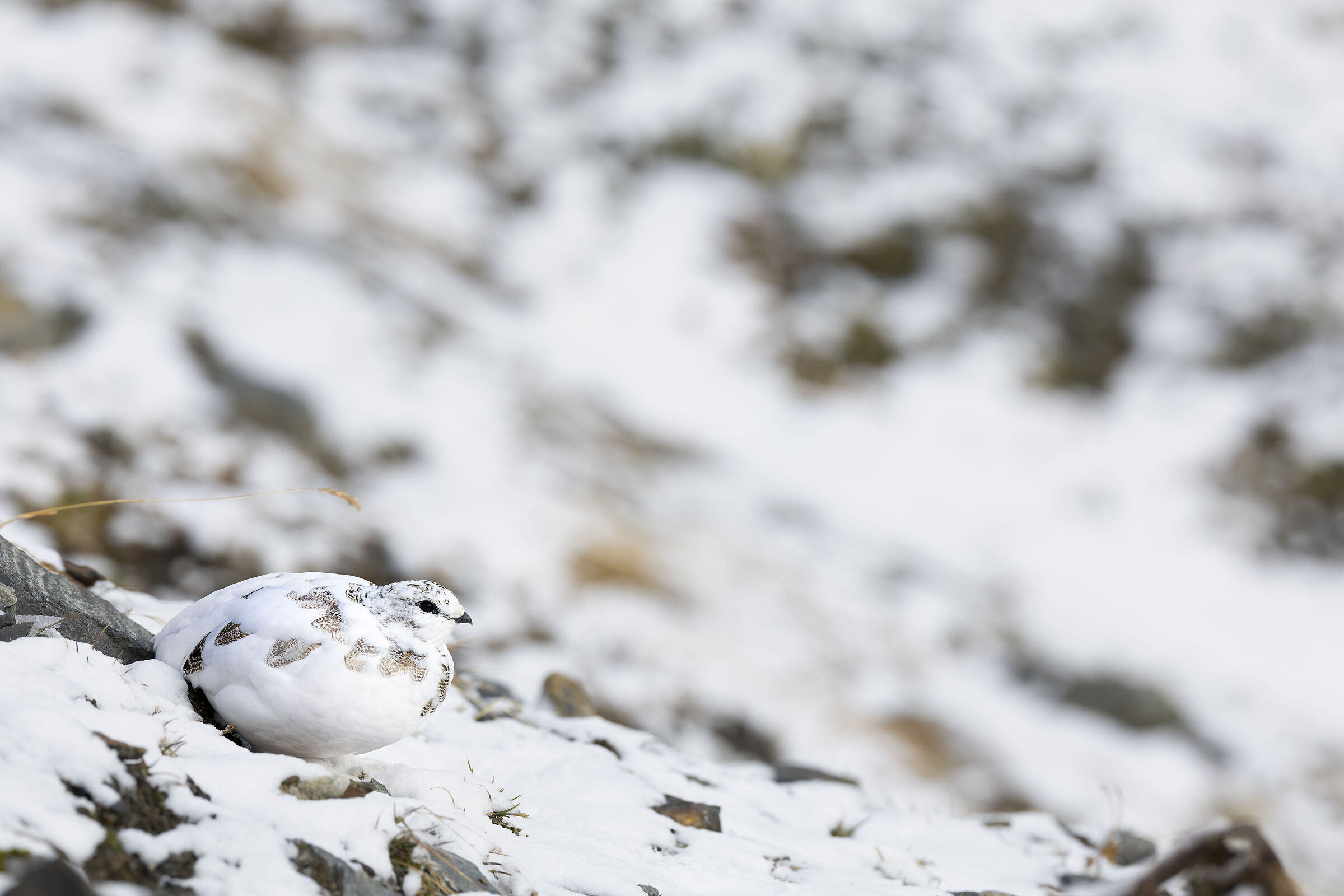 Pernice a fine muta invernale