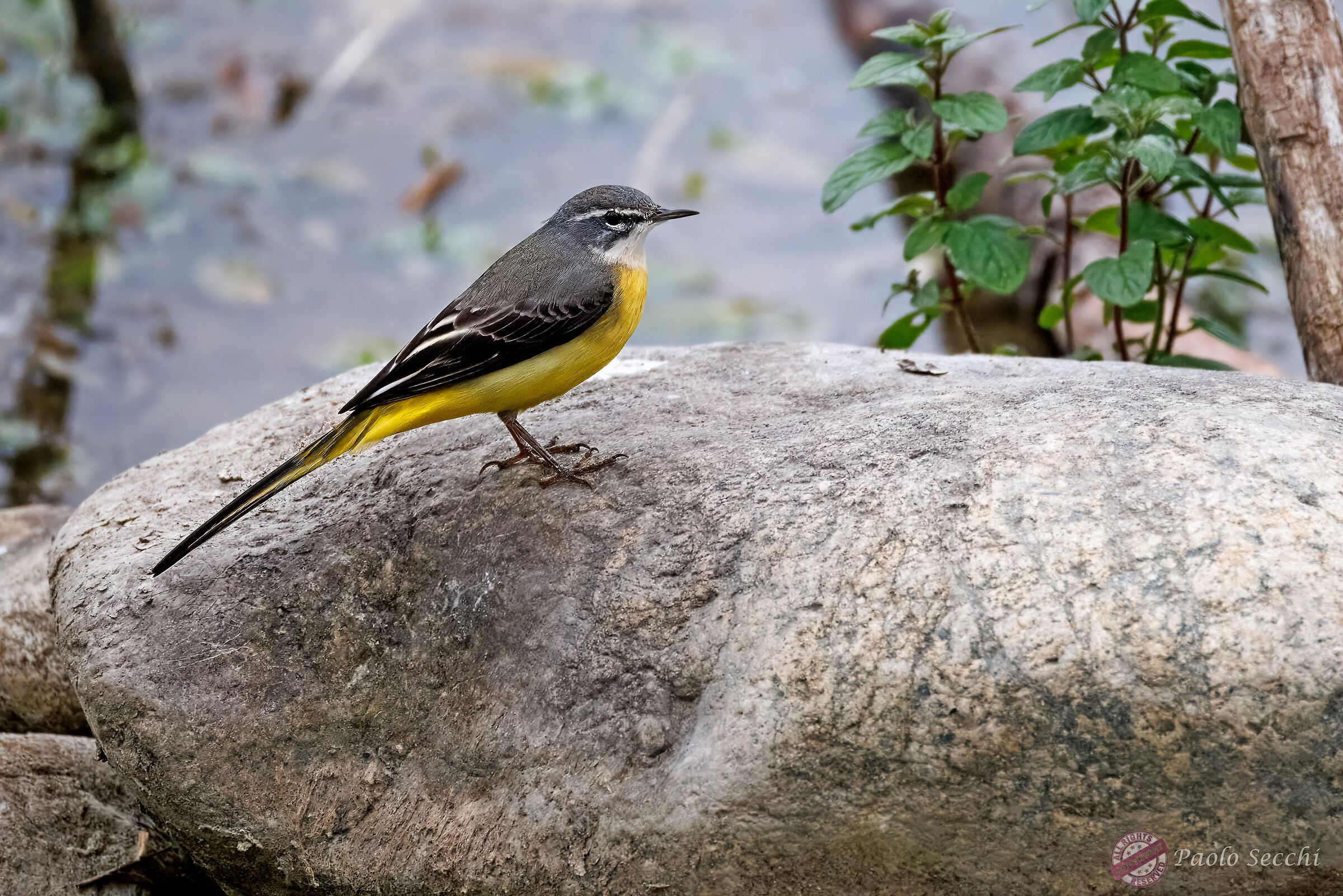 Motacilla cinerea (Yellow Wagtail)