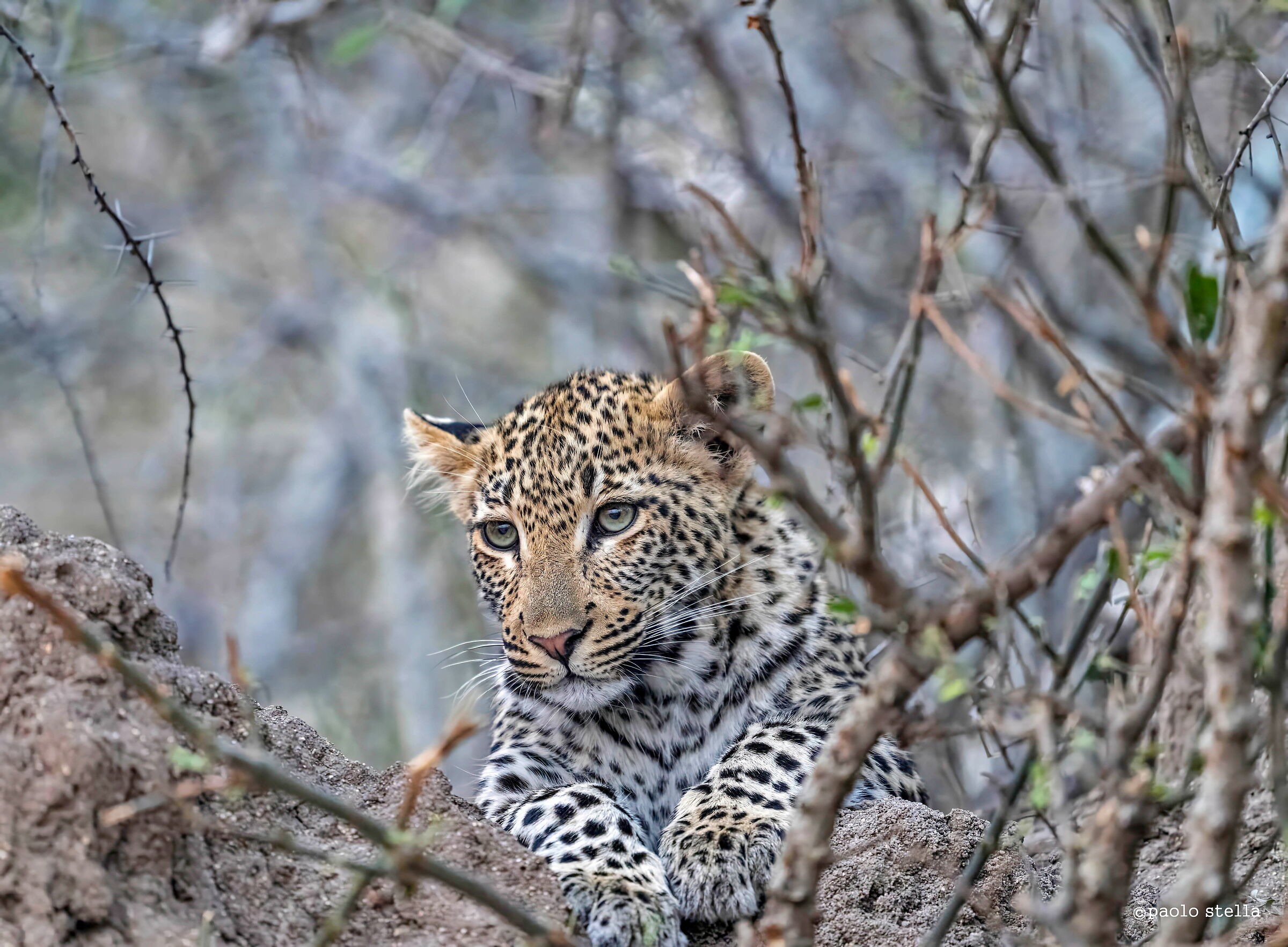 the female cub in Londolozi