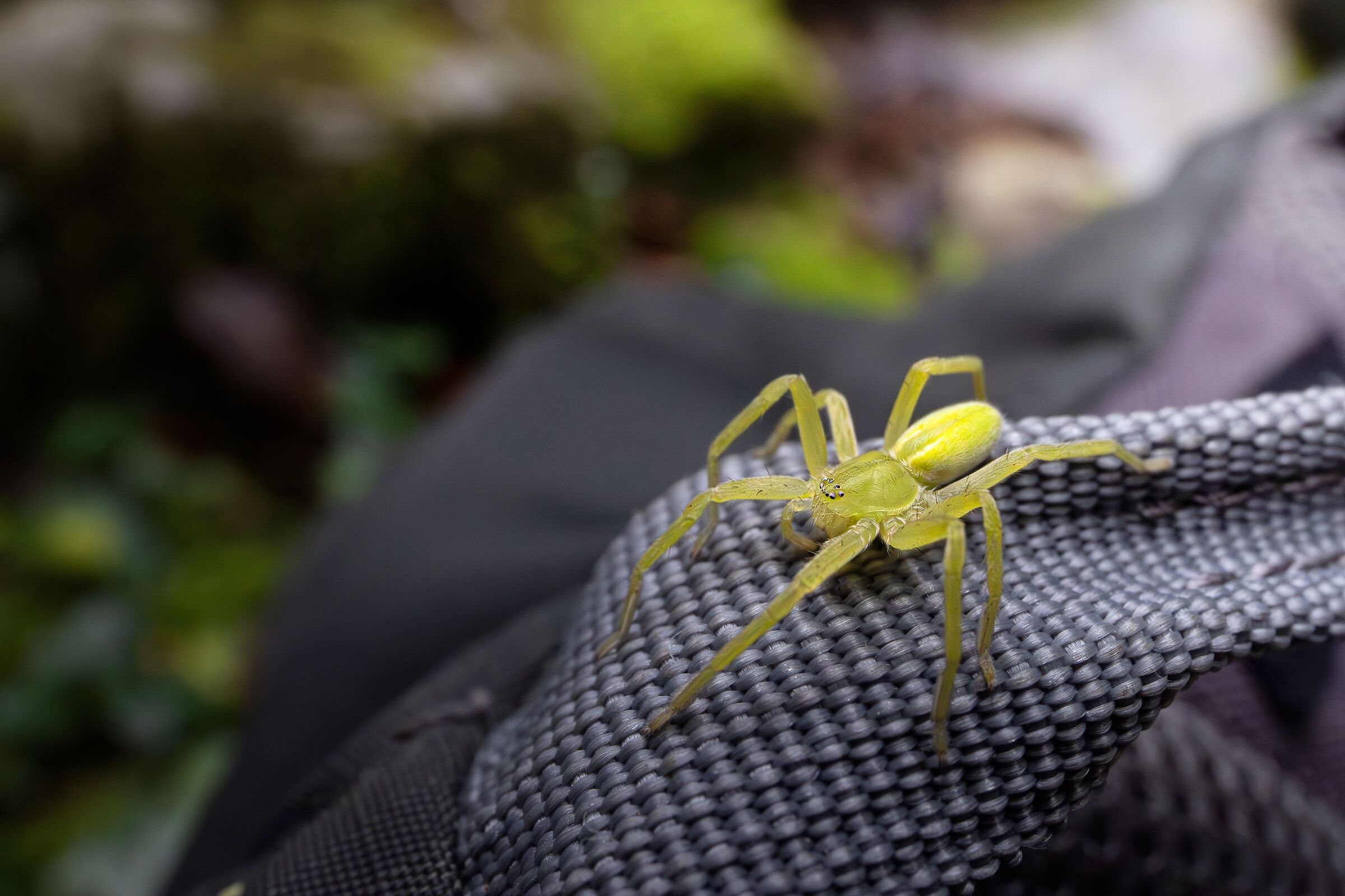 Ragno verde dei campi