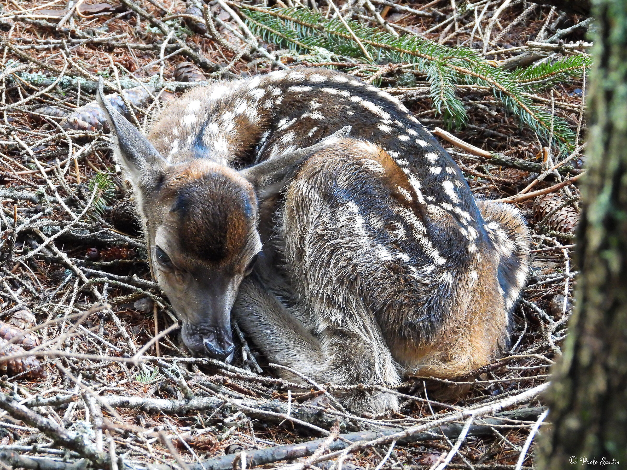 Deer baby at the end of May