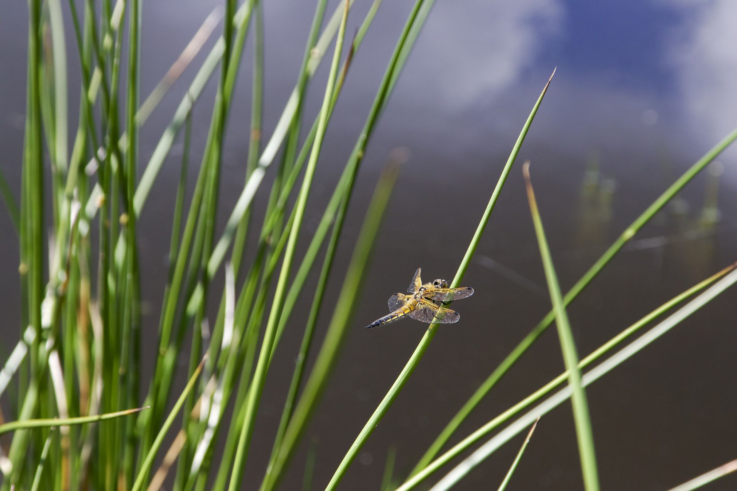 Libellula quadrimaculata