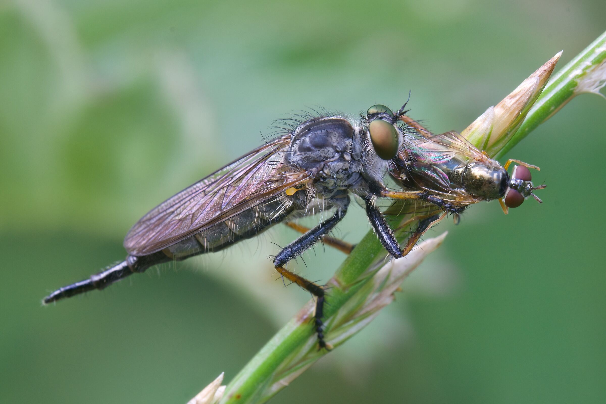 Asilide con preda - la mosca che mangia le mosche