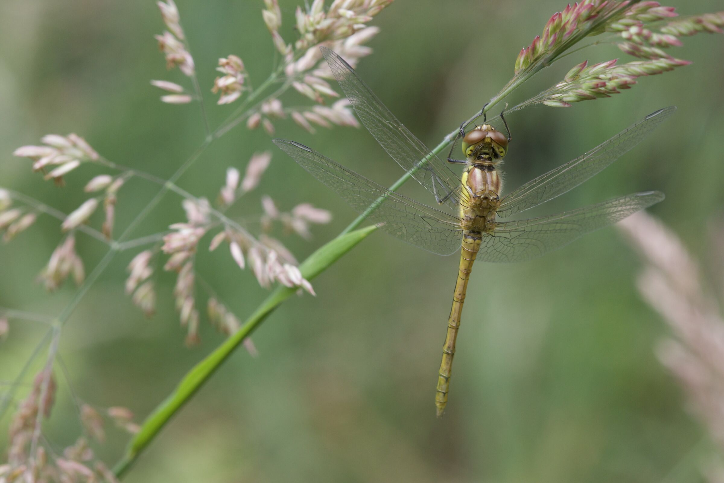 Sympetrum striolatum