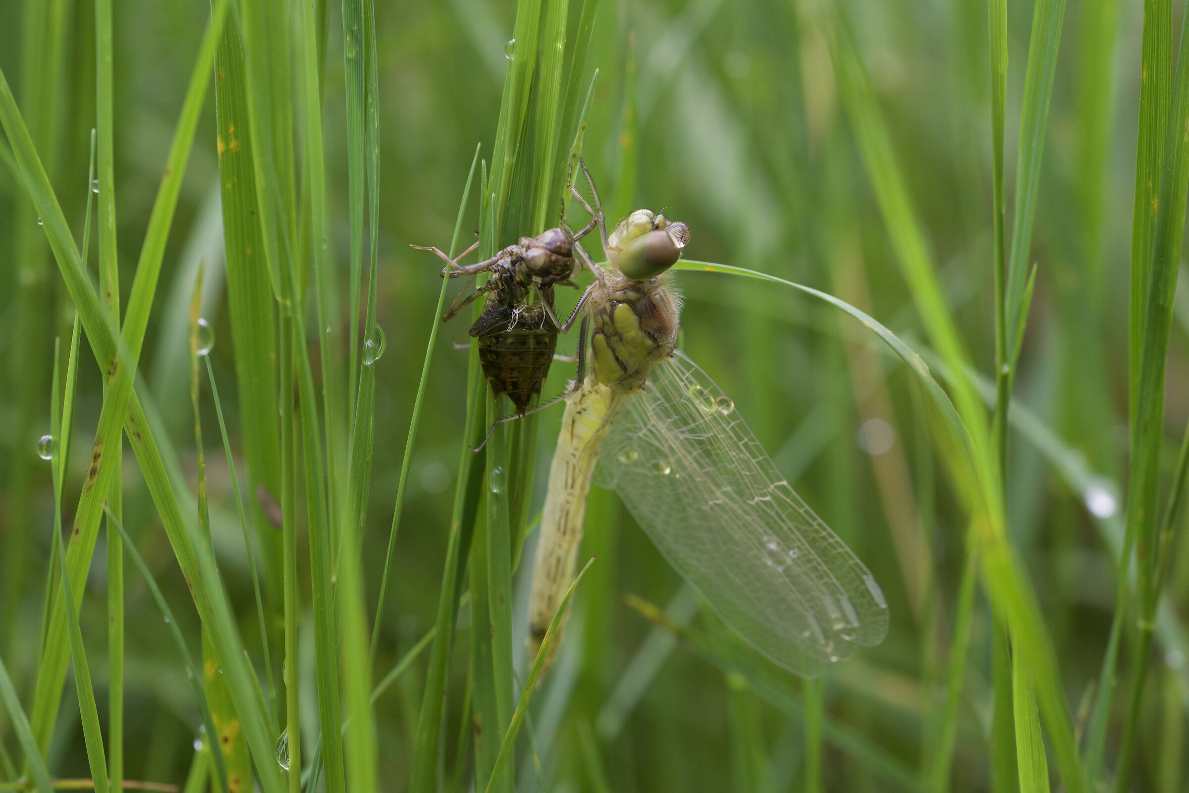 Sympetrum striolatum