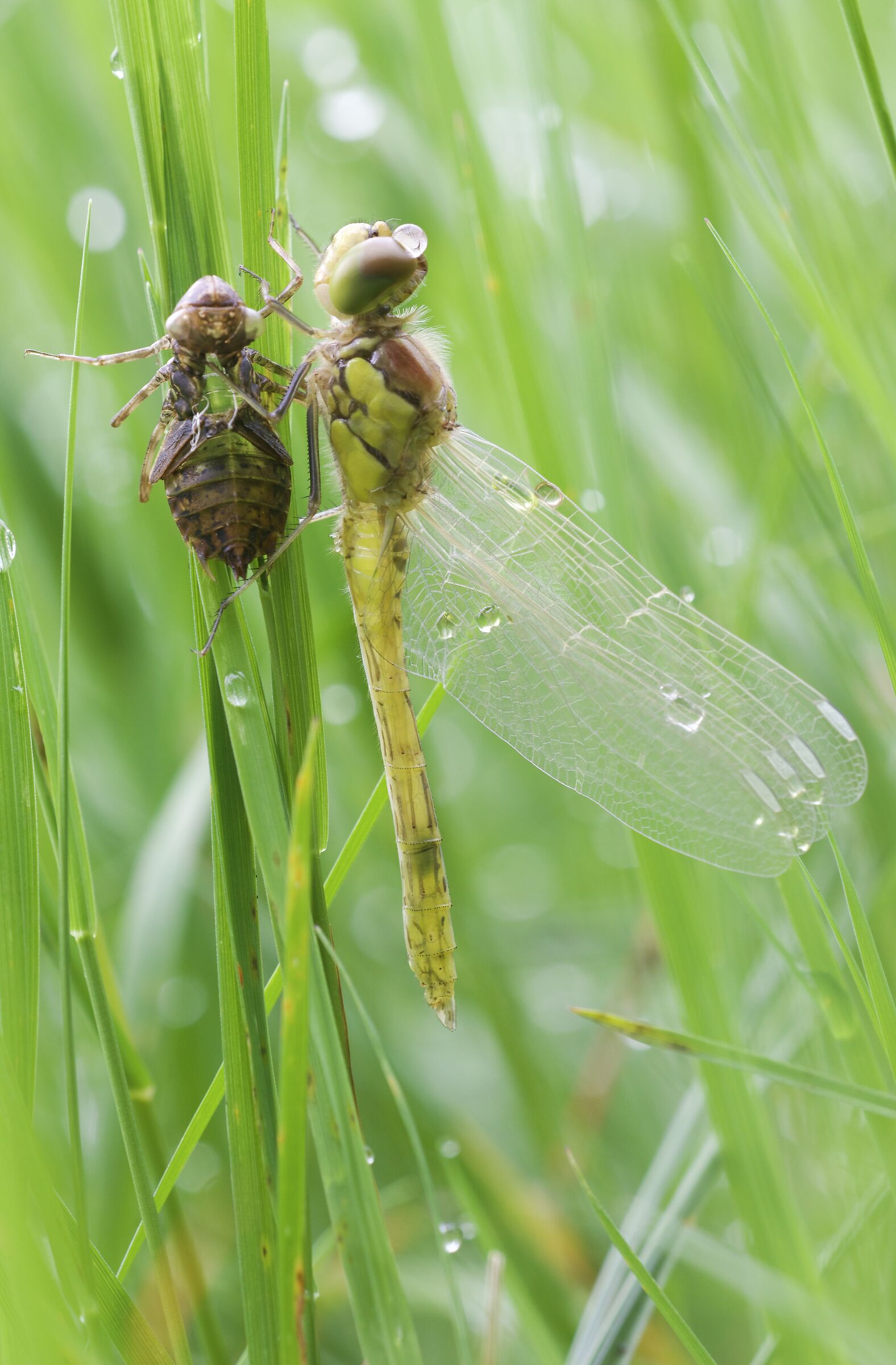 Sympetrum striolatum