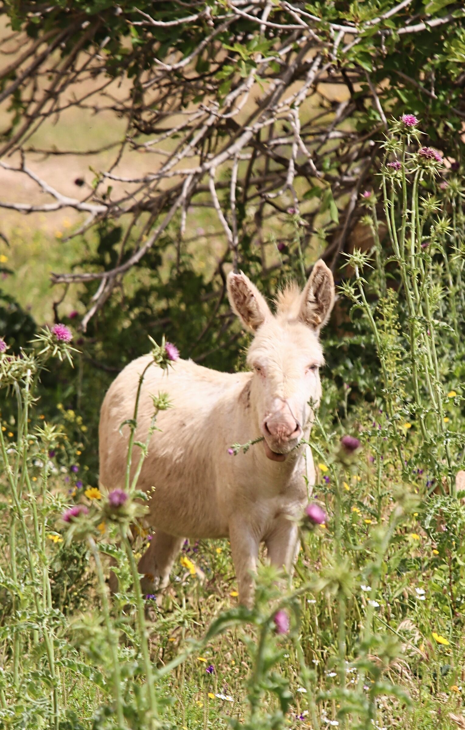 White Donkey in Asinara tasting some flowers