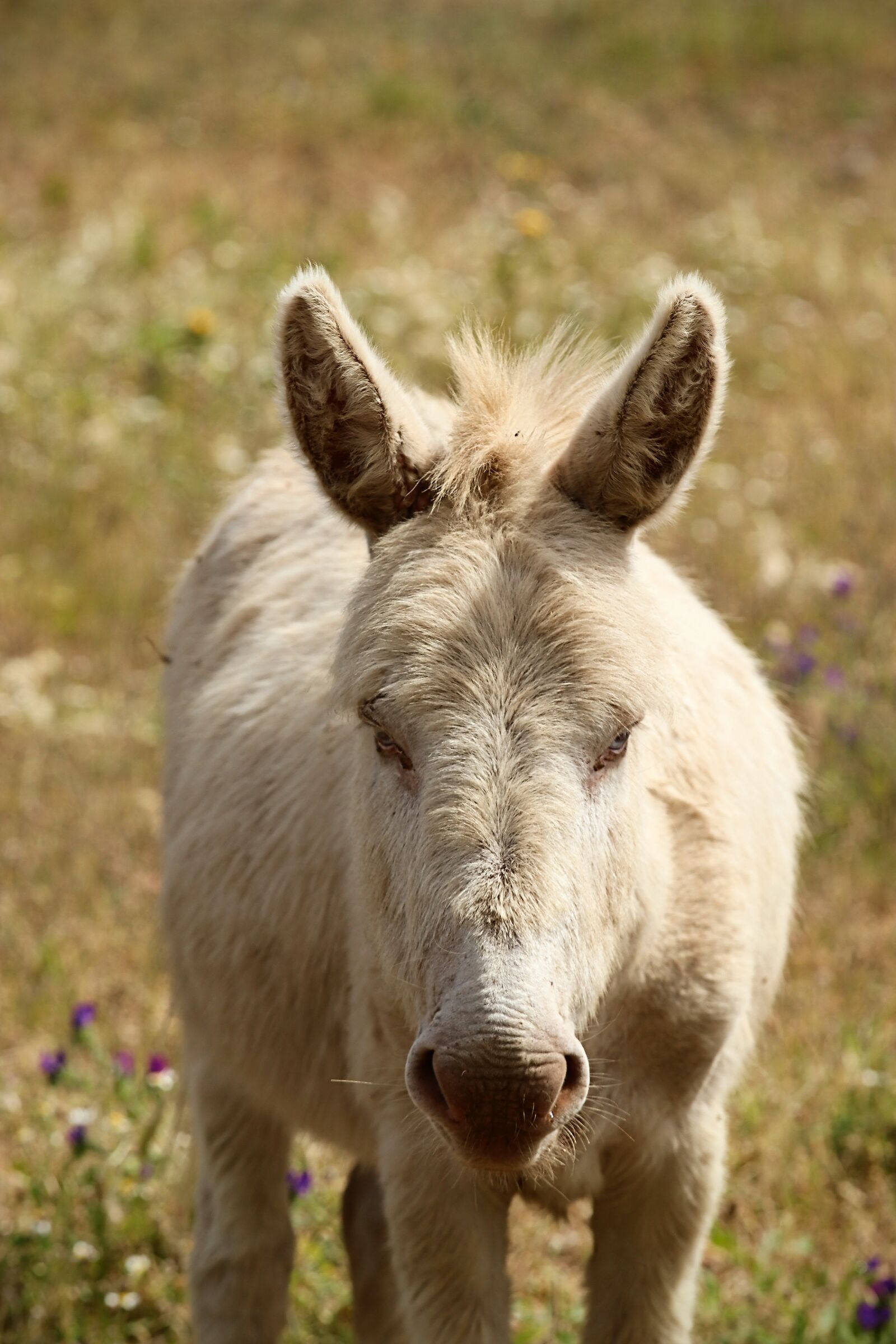 White Donkey in Asinara