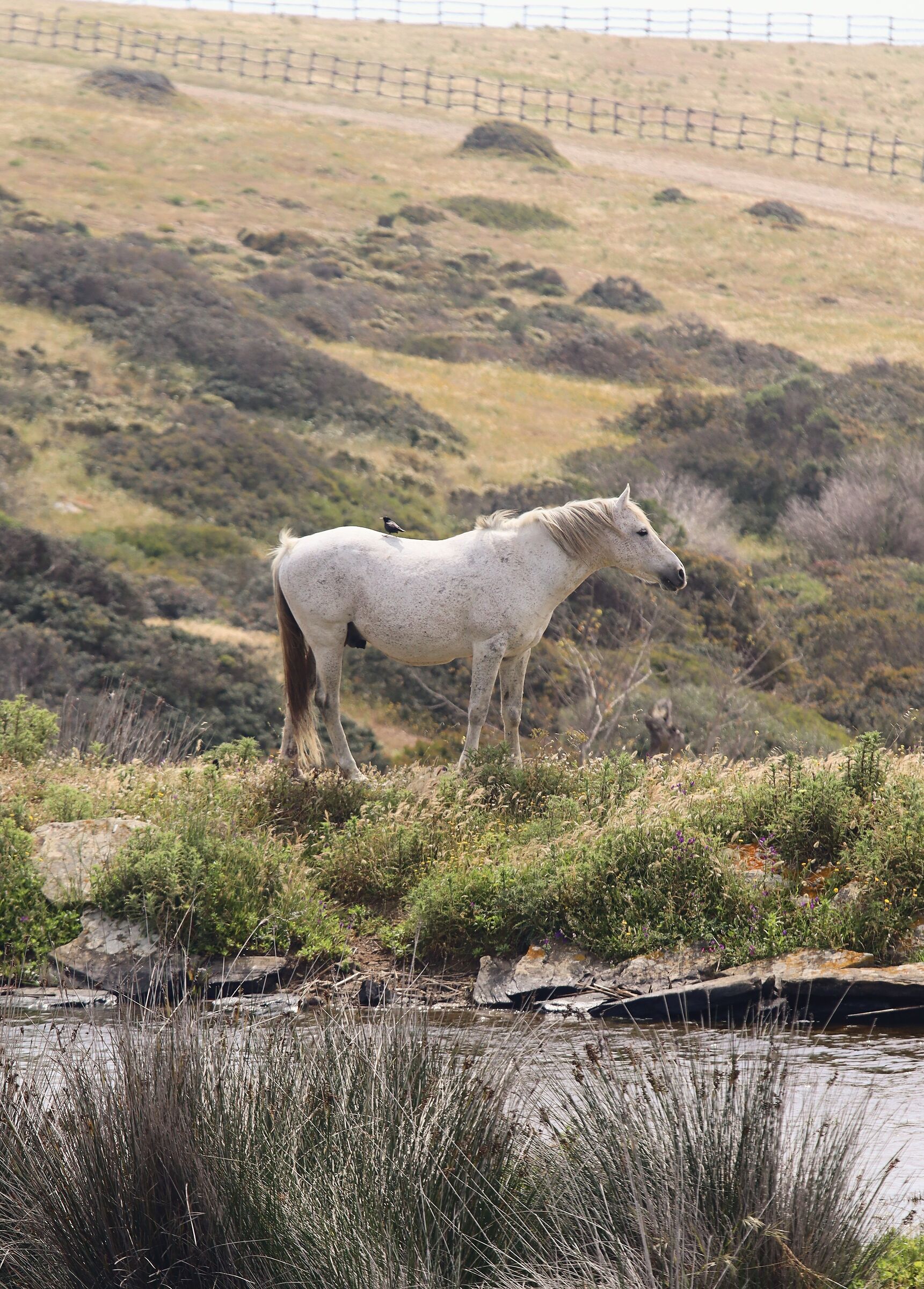 Fairy-tale friendship between a bird and a horse
