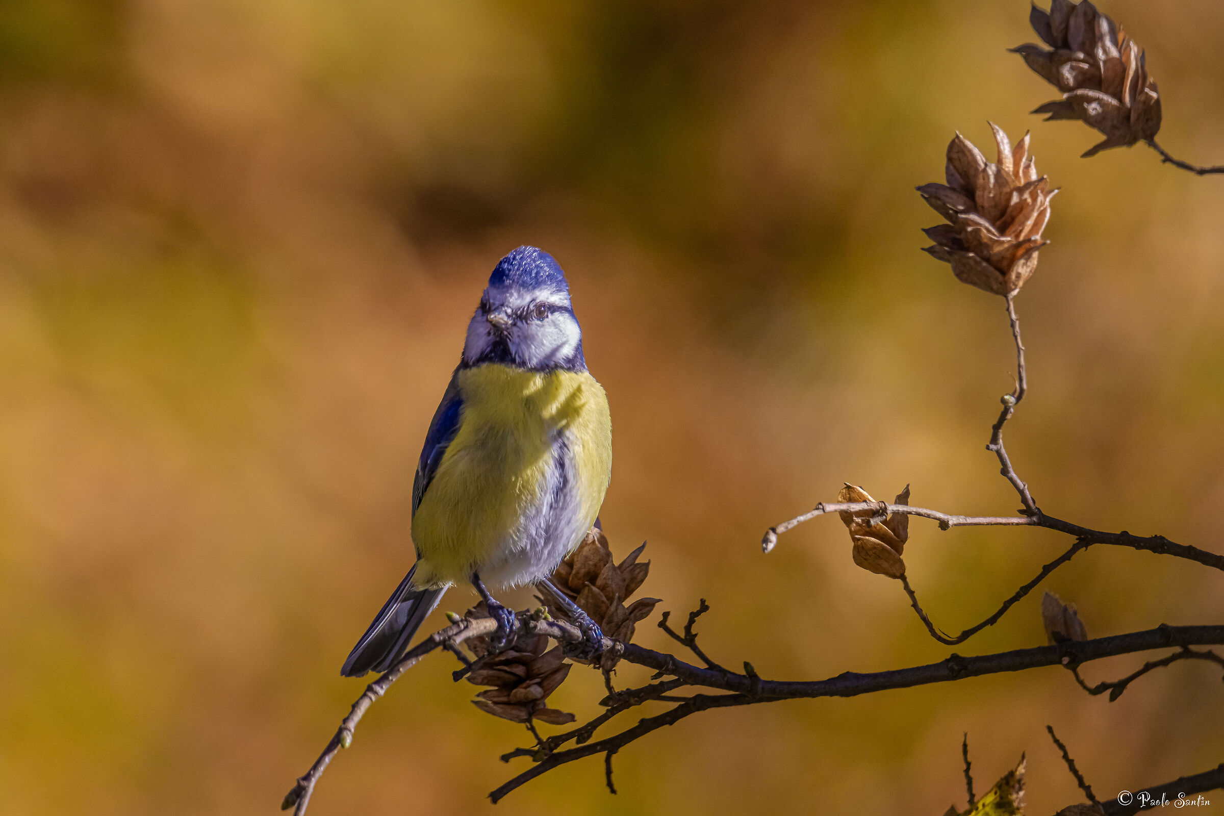 Blue on the Hornbeam