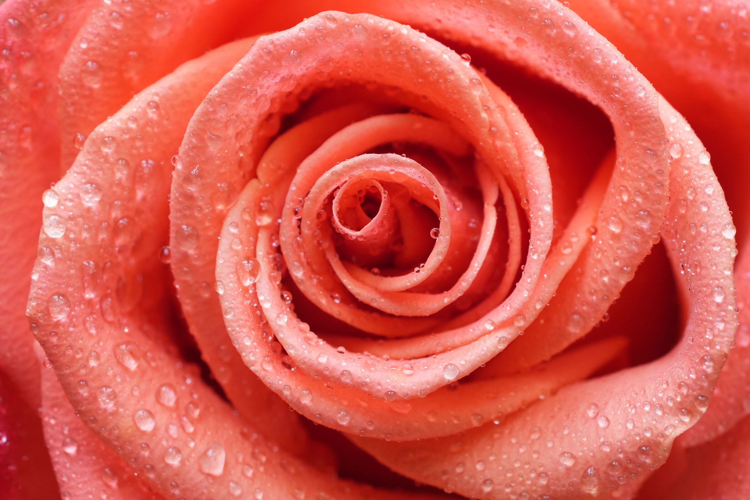 Rosa Damascena